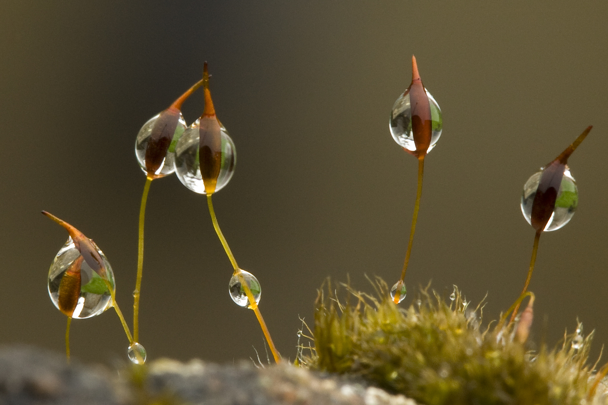 Canon EOS-1D Mark III + Canon EF 100mm F2.8 Macro USM sample photo. Water drops on moss heads photography