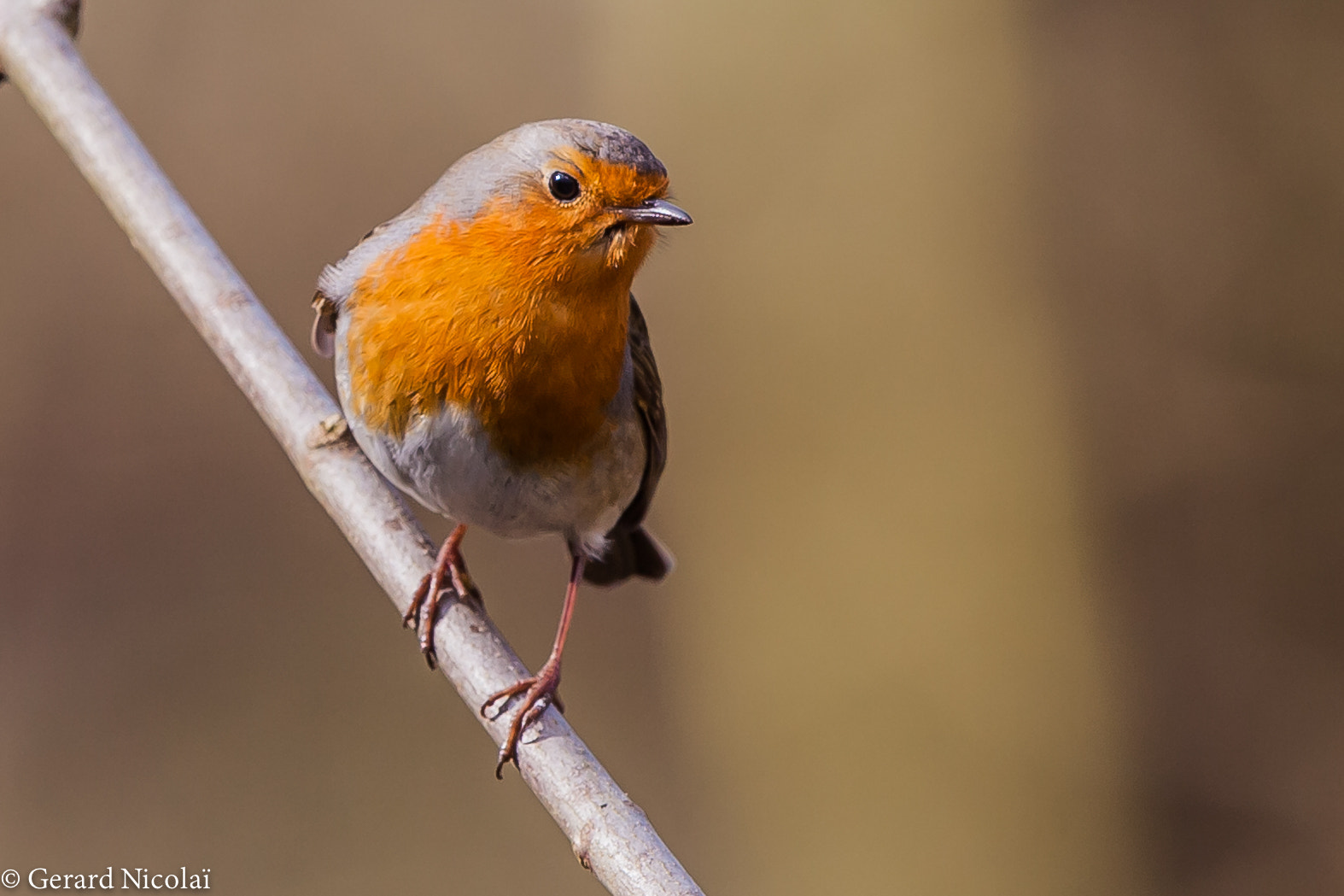 Canon EF 300mm F2.8L IS USM sample photo. Robin photography