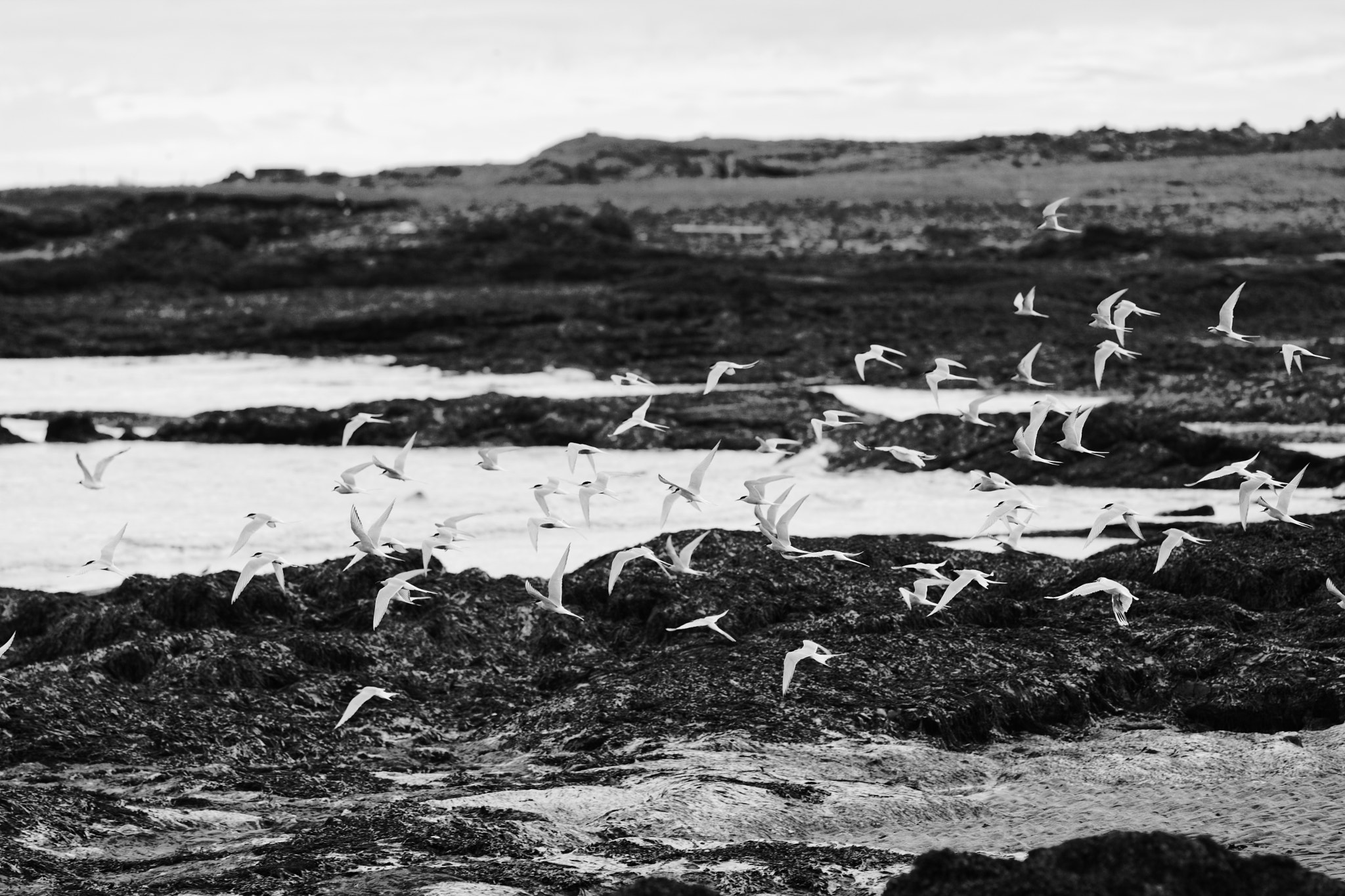 Canon EF 200mm F2.8L II USM sample photo. Arctic terns in grindavík photography