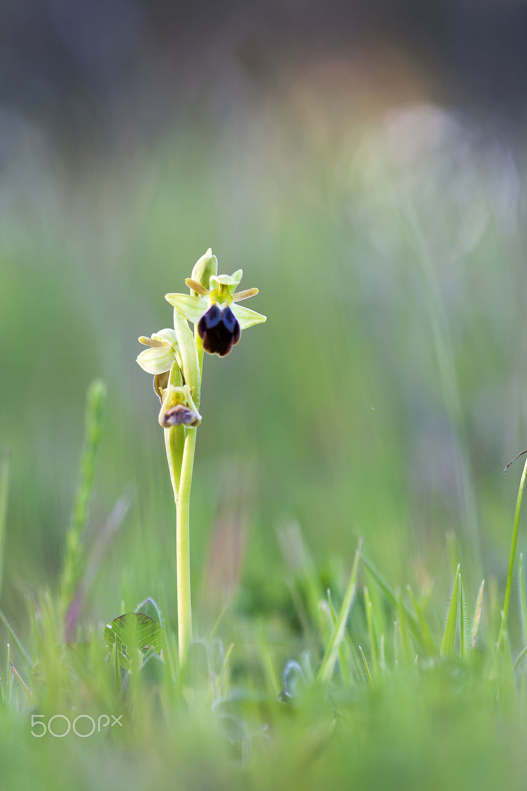 Canon EF 100mm F2.8 Macro USM sample photo. 20160229 doñana - 264 photography