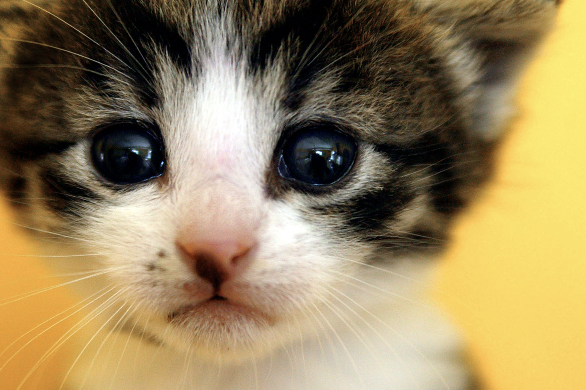 Canon EOS-1Ds sample photo. Kitten photography