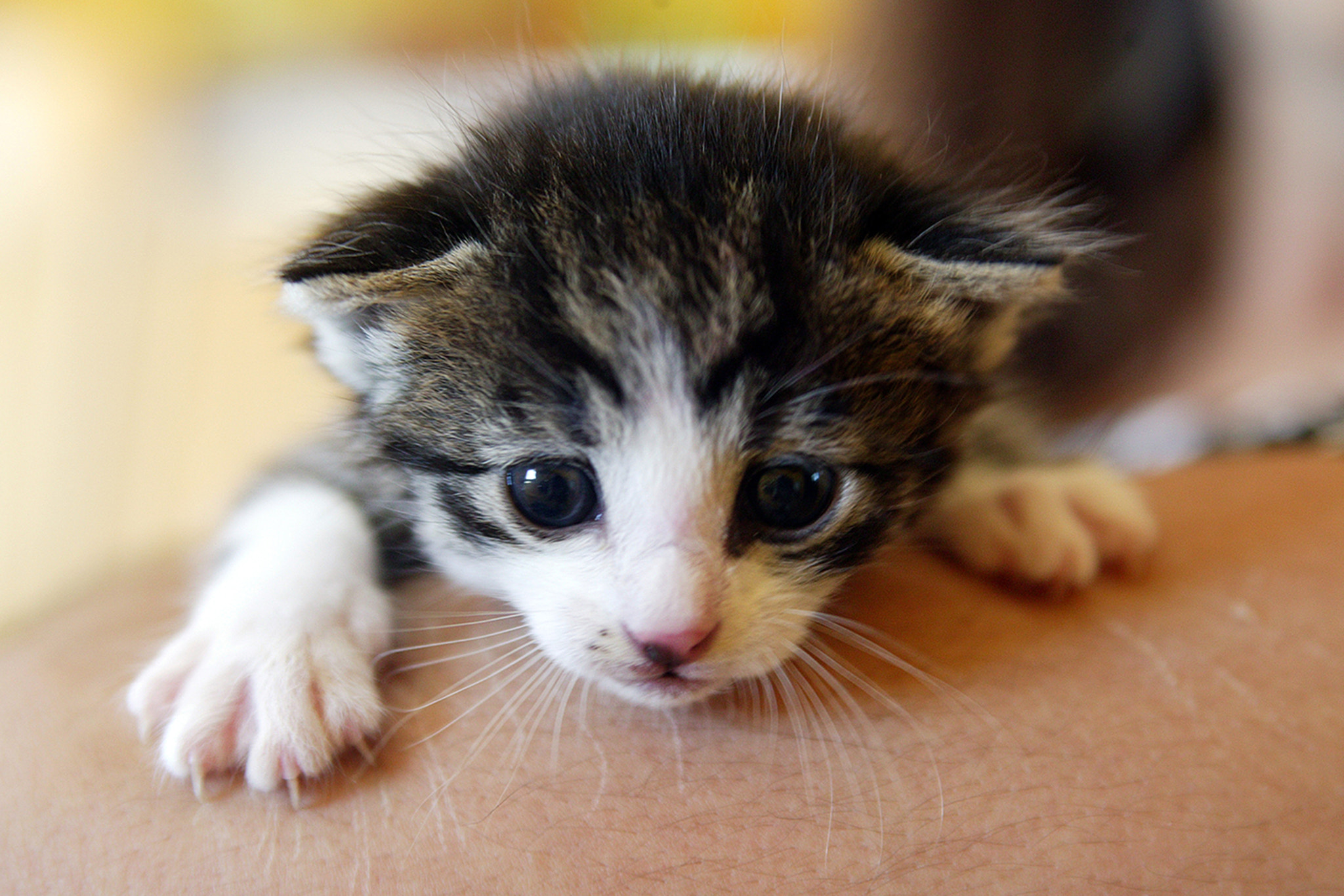 Canon EOS-1Ds sample photo. Kitten photography