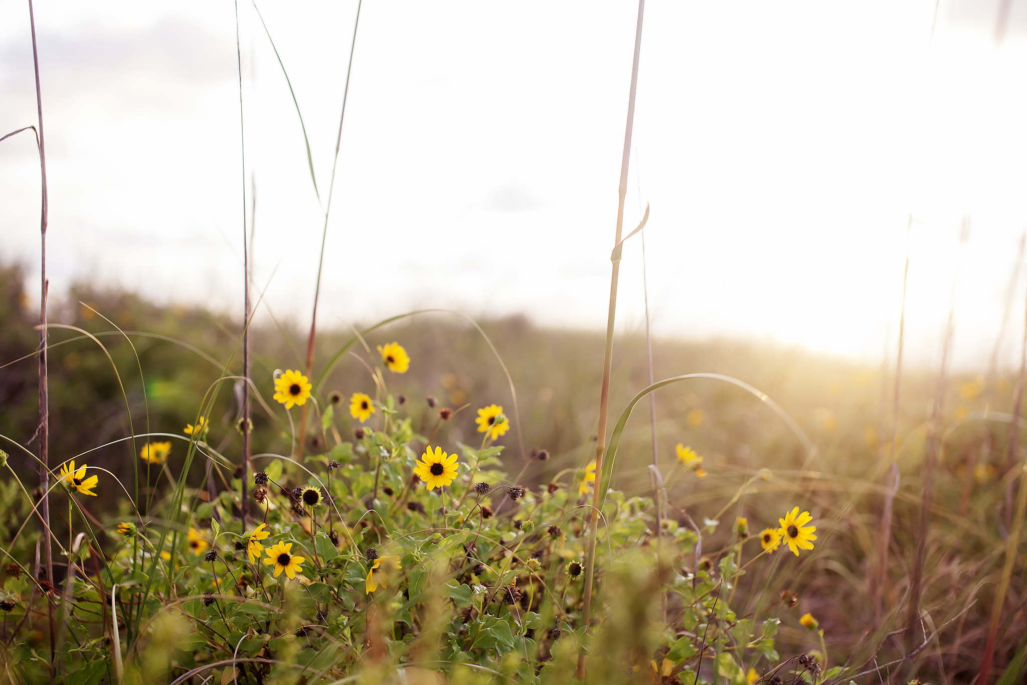 Sigma 50mm F1.4 EX DG HSM sample photo. Florida photography
