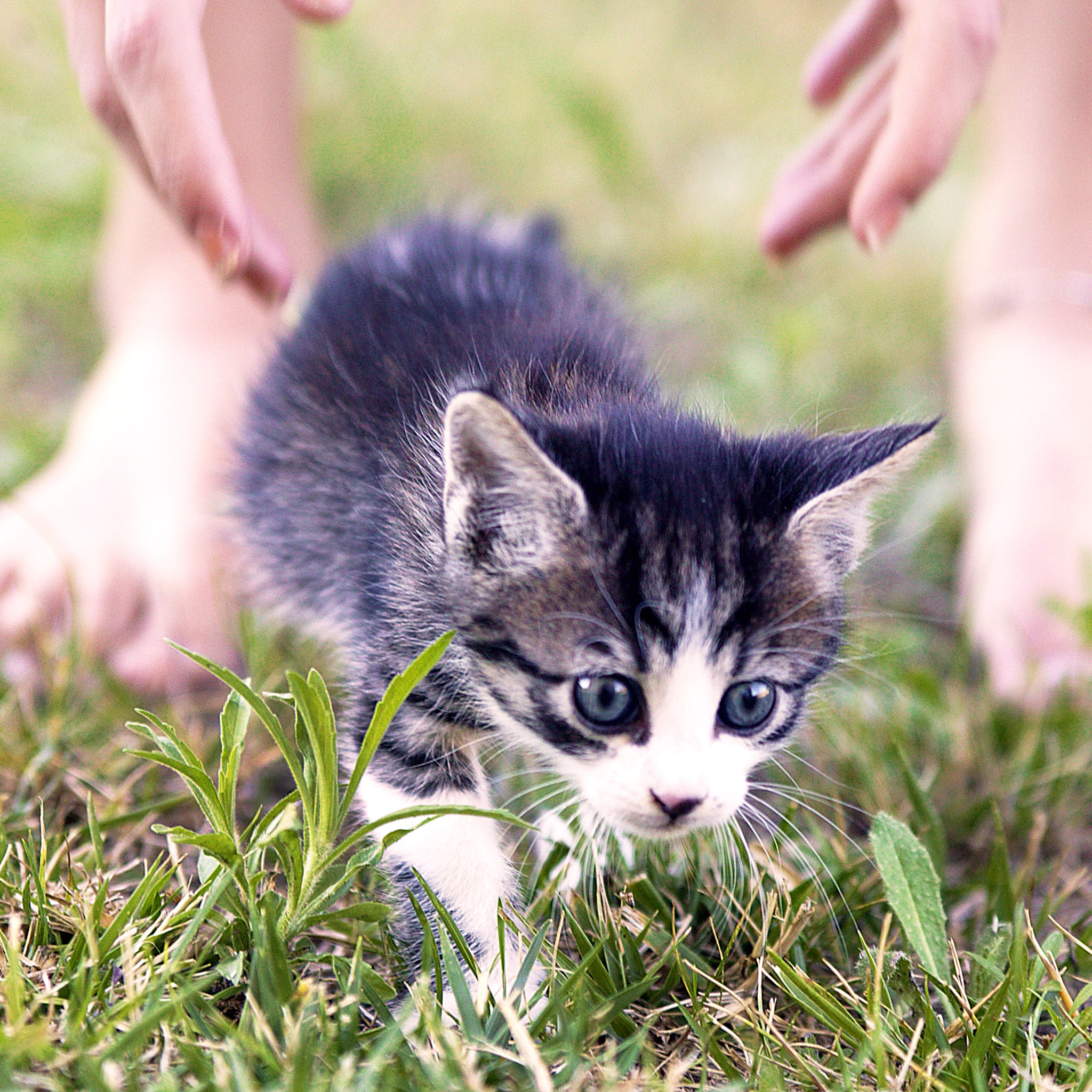 Canon EOS-1Ds sample photo. Kitten photography