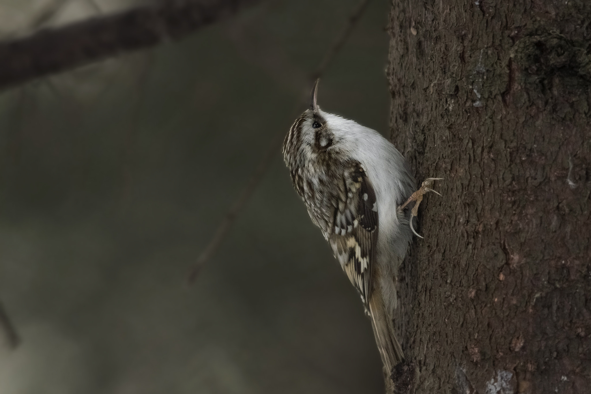 Sigma 150-500mm F5-6.3 DG OS HSM sample photo. Treecreeper. photography