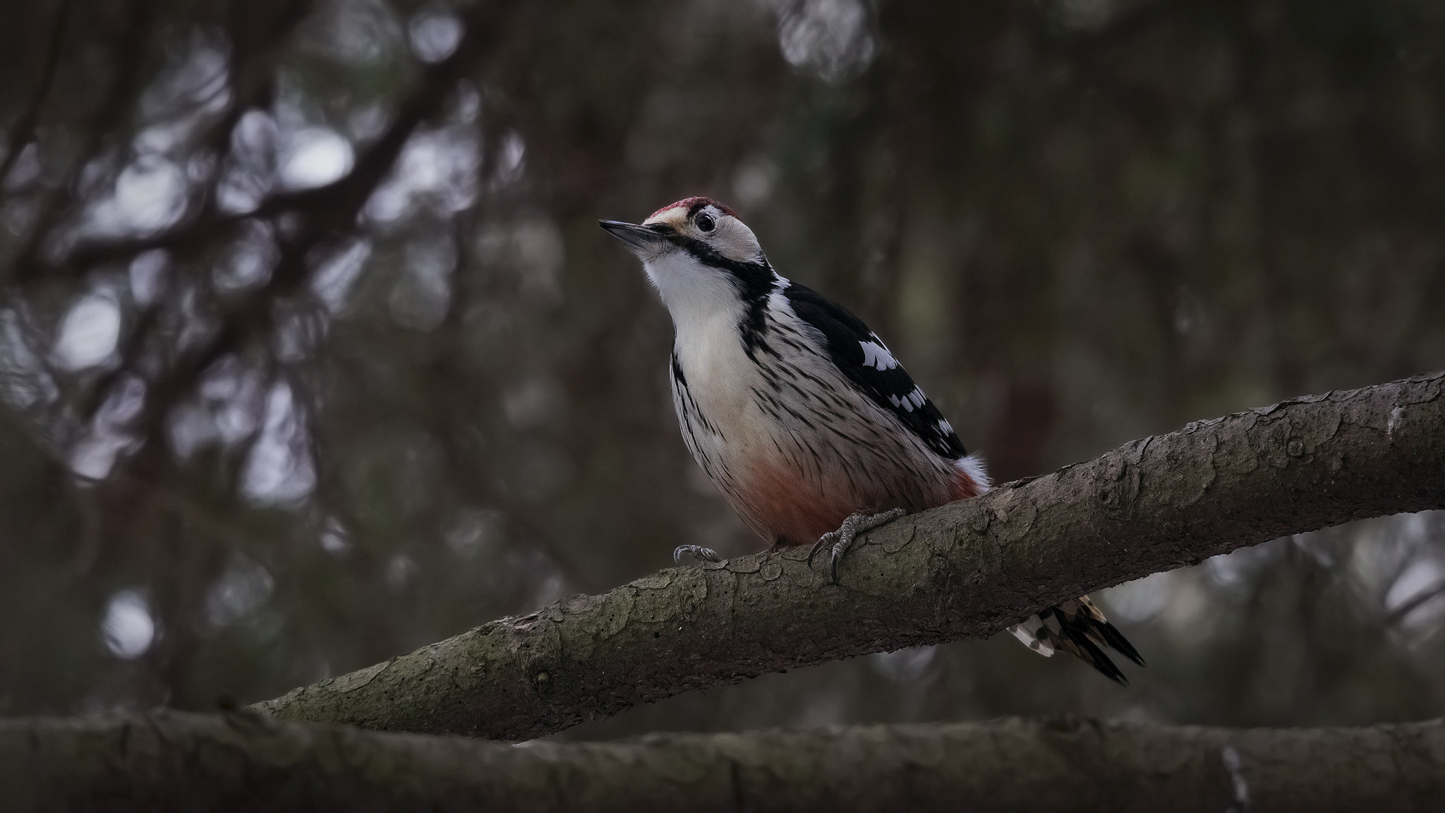 Sigma 150-500mm F5-6.3 DG OS HSM sample photo. White-backed woodpecker. photography