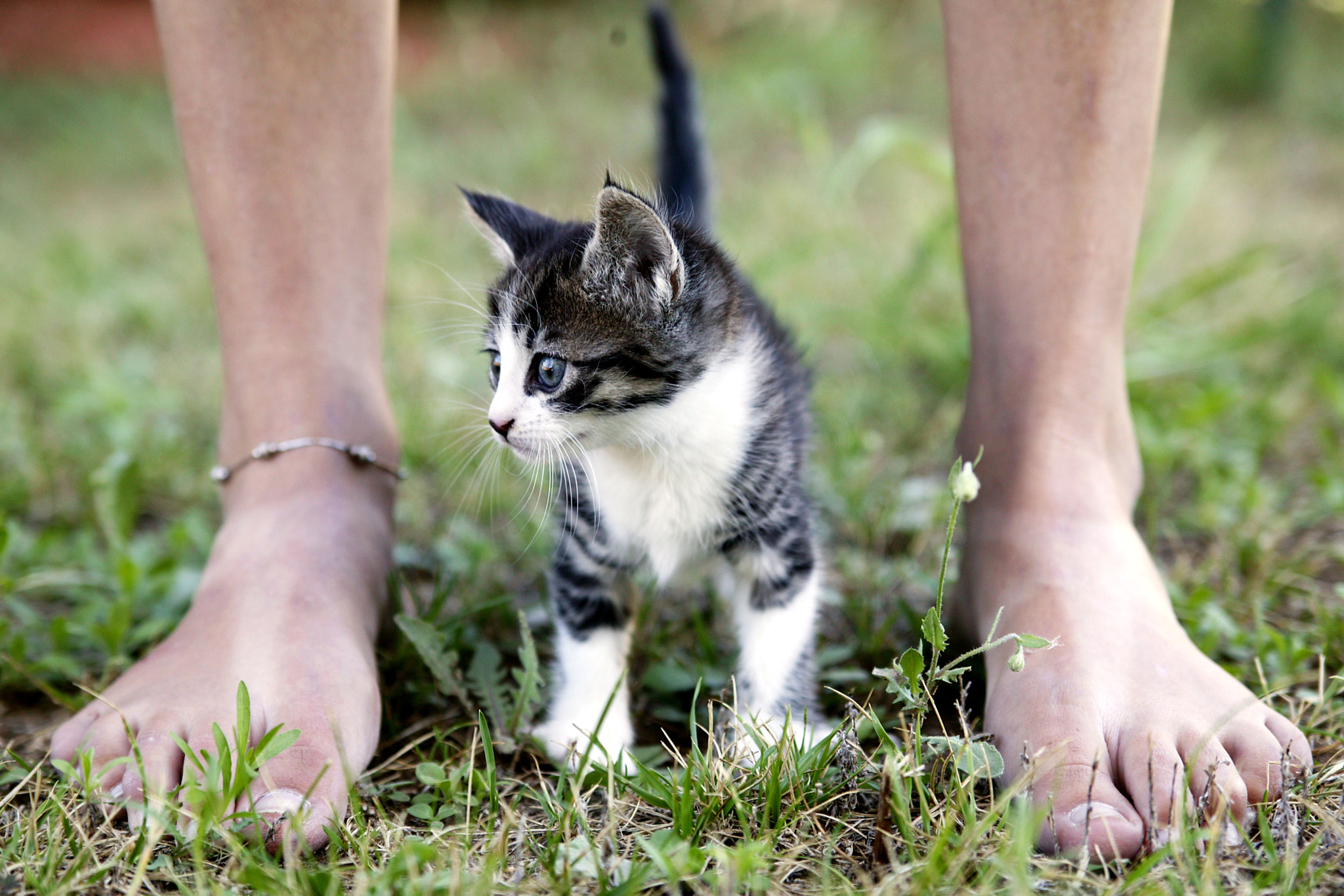 Canon EOS-1Ds sample photo. Kitten photography