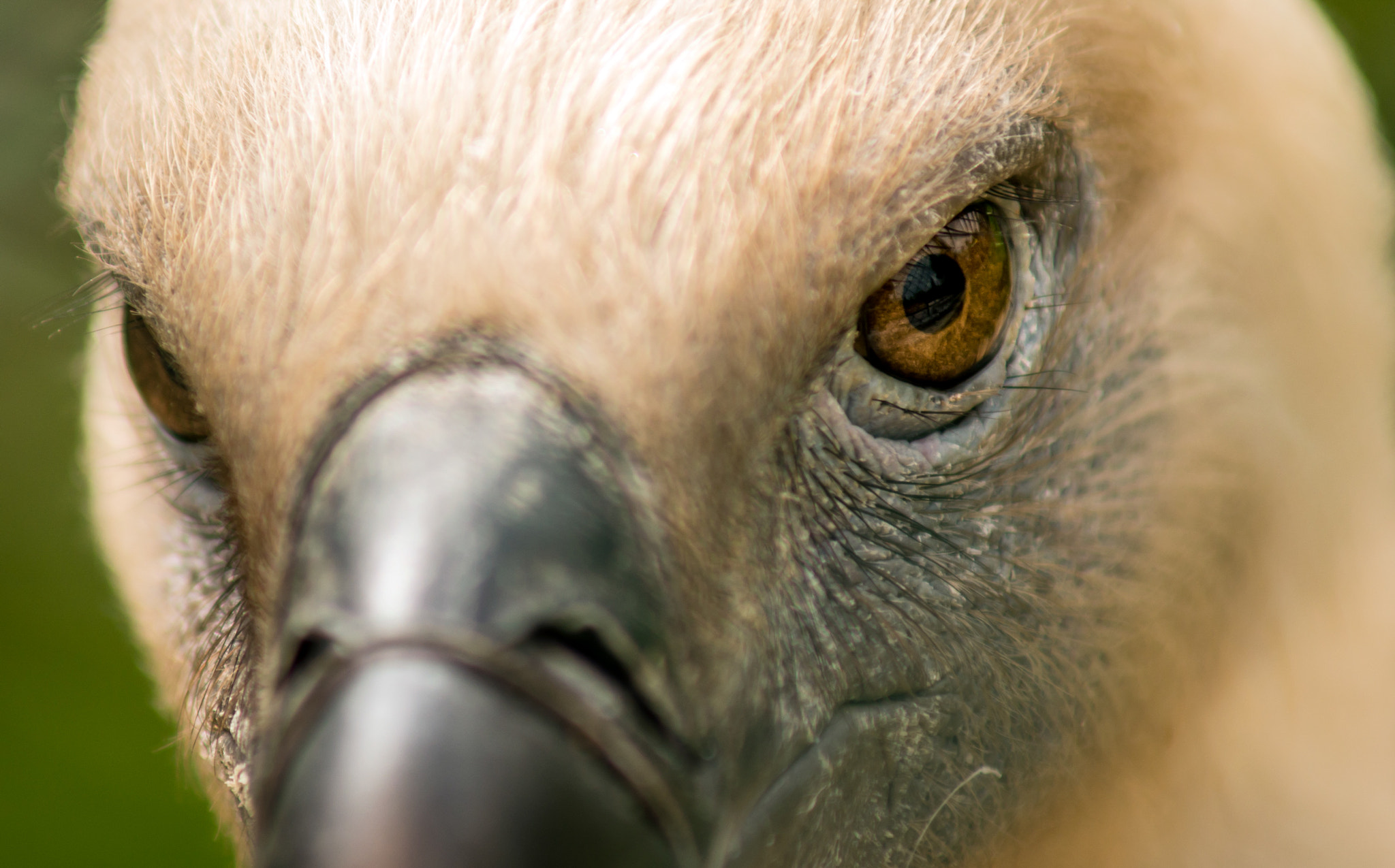 Nikon D800 + AF Zoom-Nikkor 70-210mm f/4 sample photo. Griffon vulture ... photography