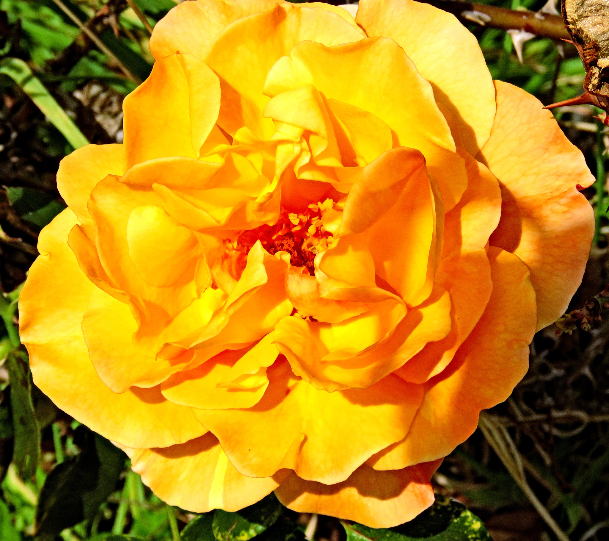 Canon EF 50mm f/1.8 sample photo. Gold rose marina gardens photography