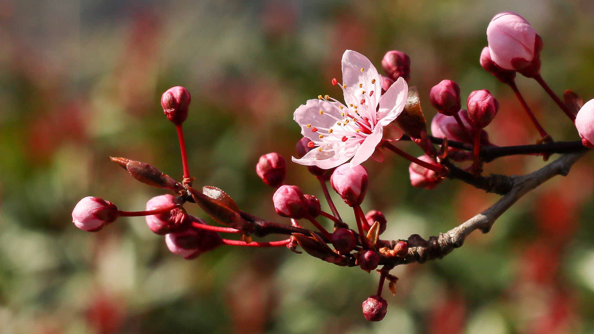 Canon EOS 760D (EOS Rebel T6s / EOS 8000D) + Canon EF 50mm F1.8 II sample photo. Spring bokeh photography