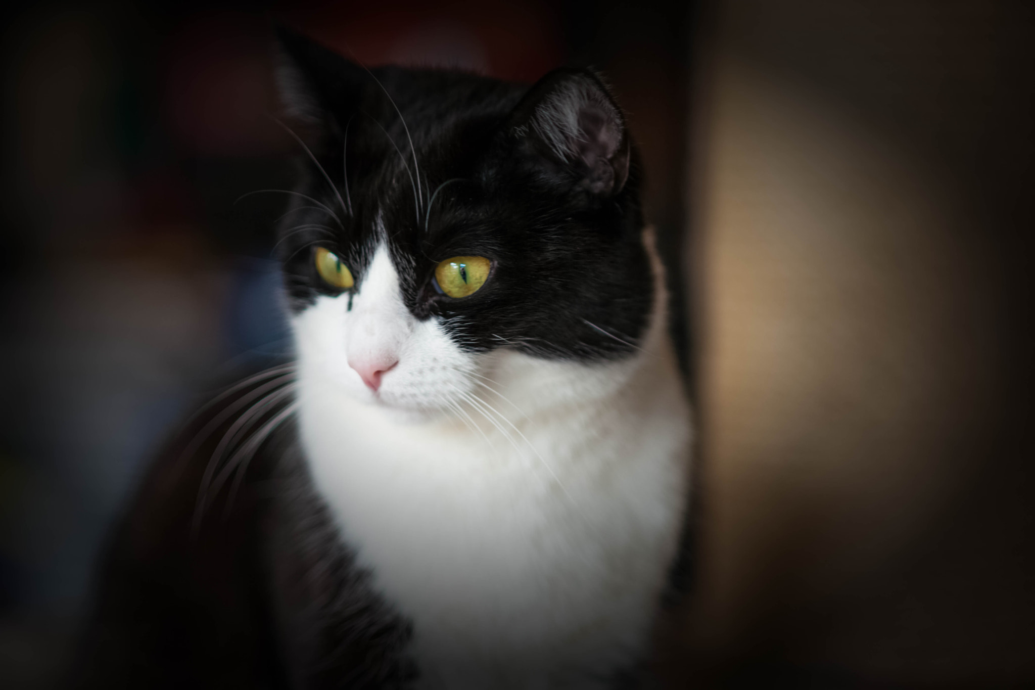 Nikon D3X + Nikon AF Nikkor 105mm F2D DC sample photo. Princess lizzy - goddess, deepest friend and more photography