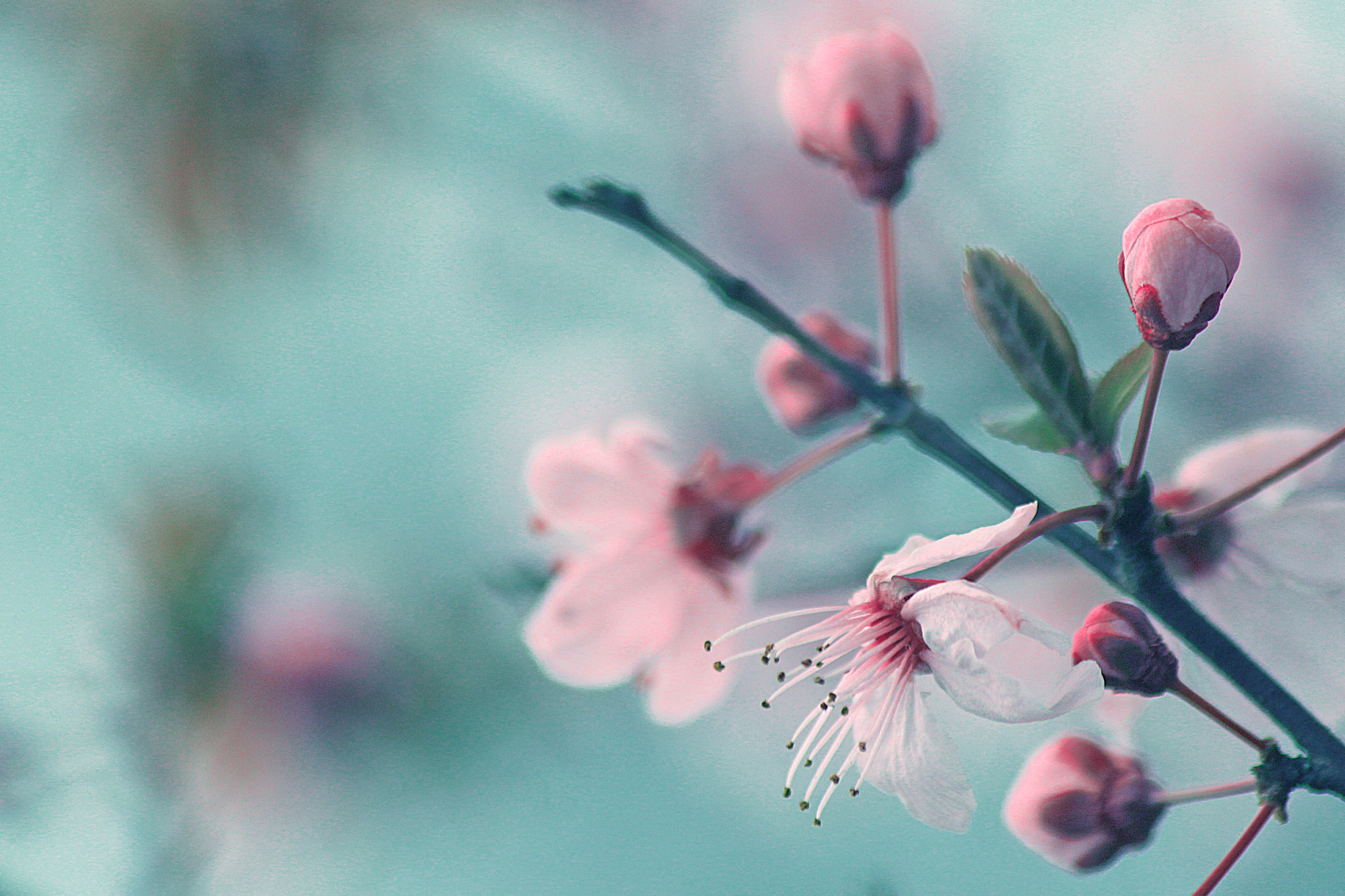 Canon EOS 500D (EOS Rebel T1i / EOS Kiss X3) sample photo. Whisper of spring photography