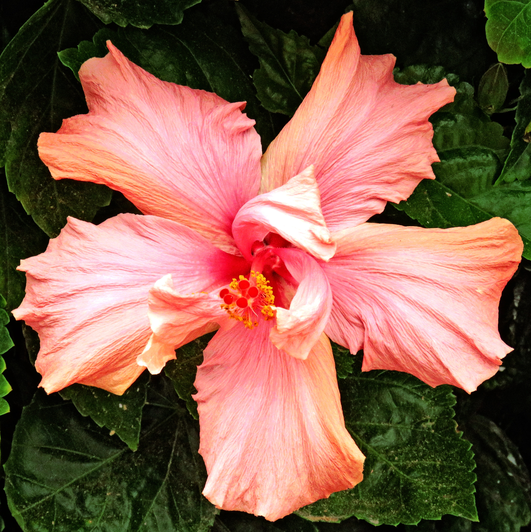 Canon PowerShot SX60 HS + Canon EF 50mm f/1.8 sample photo. Pink hibiscus flower in marina gardens photography
