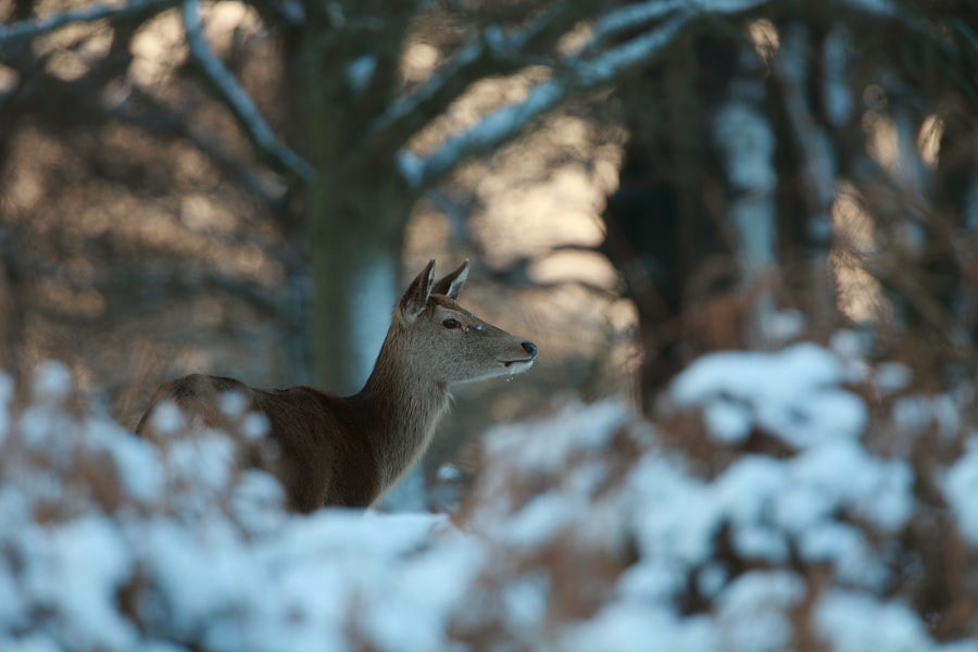 Canon EF 500mm F4L IS USM sample photo. Sunset in forest photography