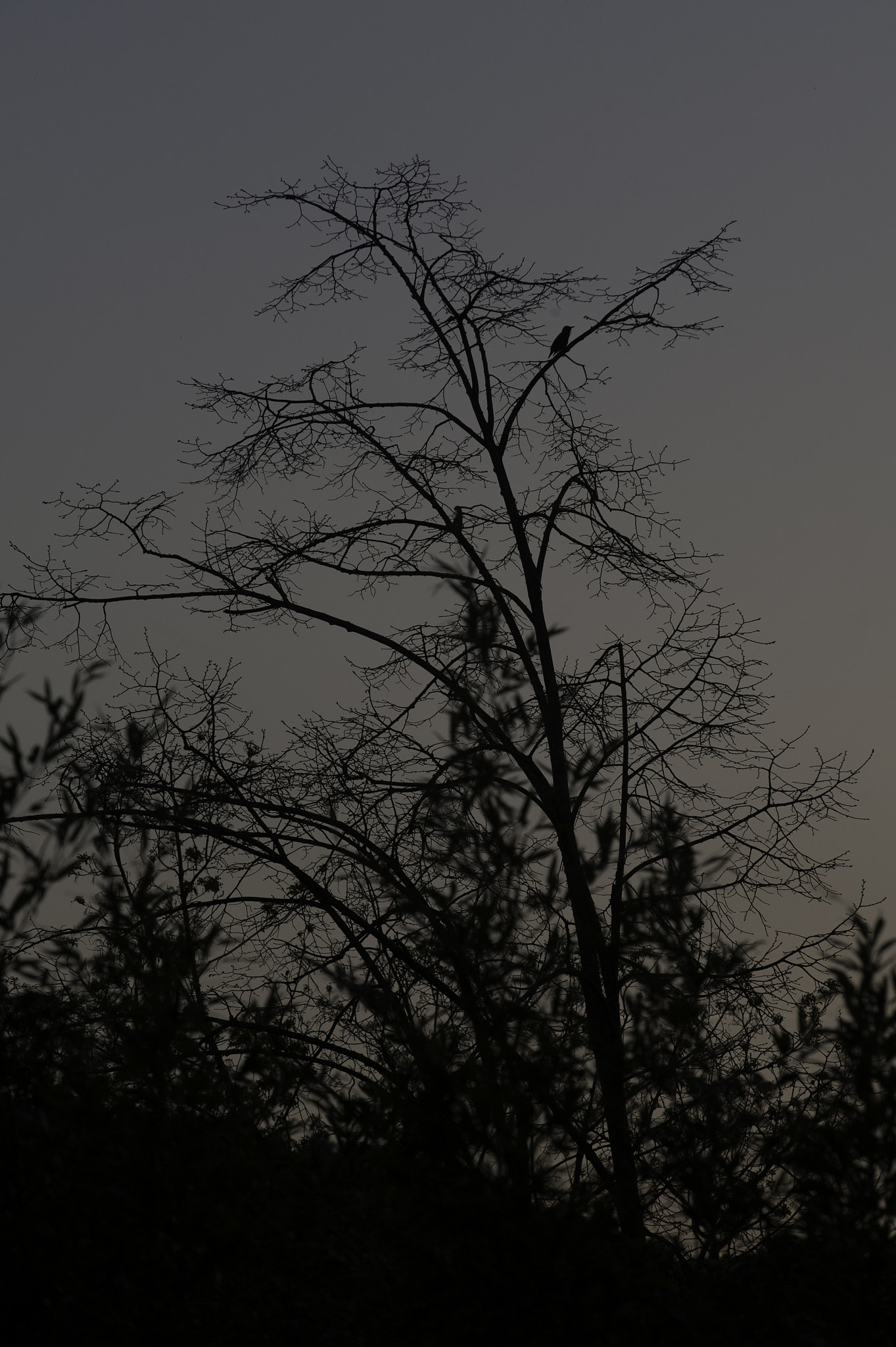 AF-S Zoom-Nikkor 80-200mm f/2.8D IF-ED sample photo. Mon jardin photography