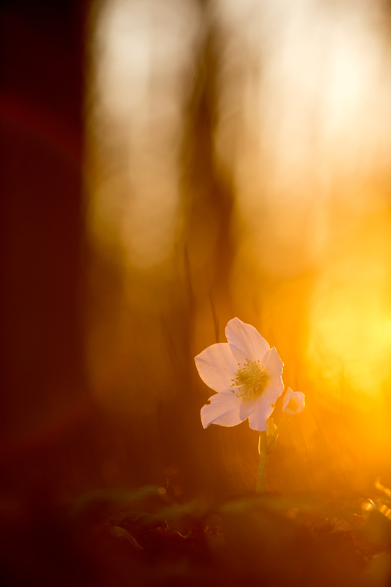 Minolta AF 28-85mm F3.5-4.5 New sample photo. Helleborus niger photography