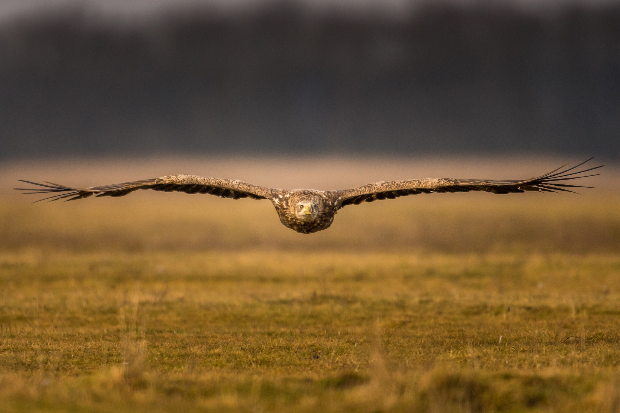 Sony 500mm F4 G SSM sample photo. Coming your way photography