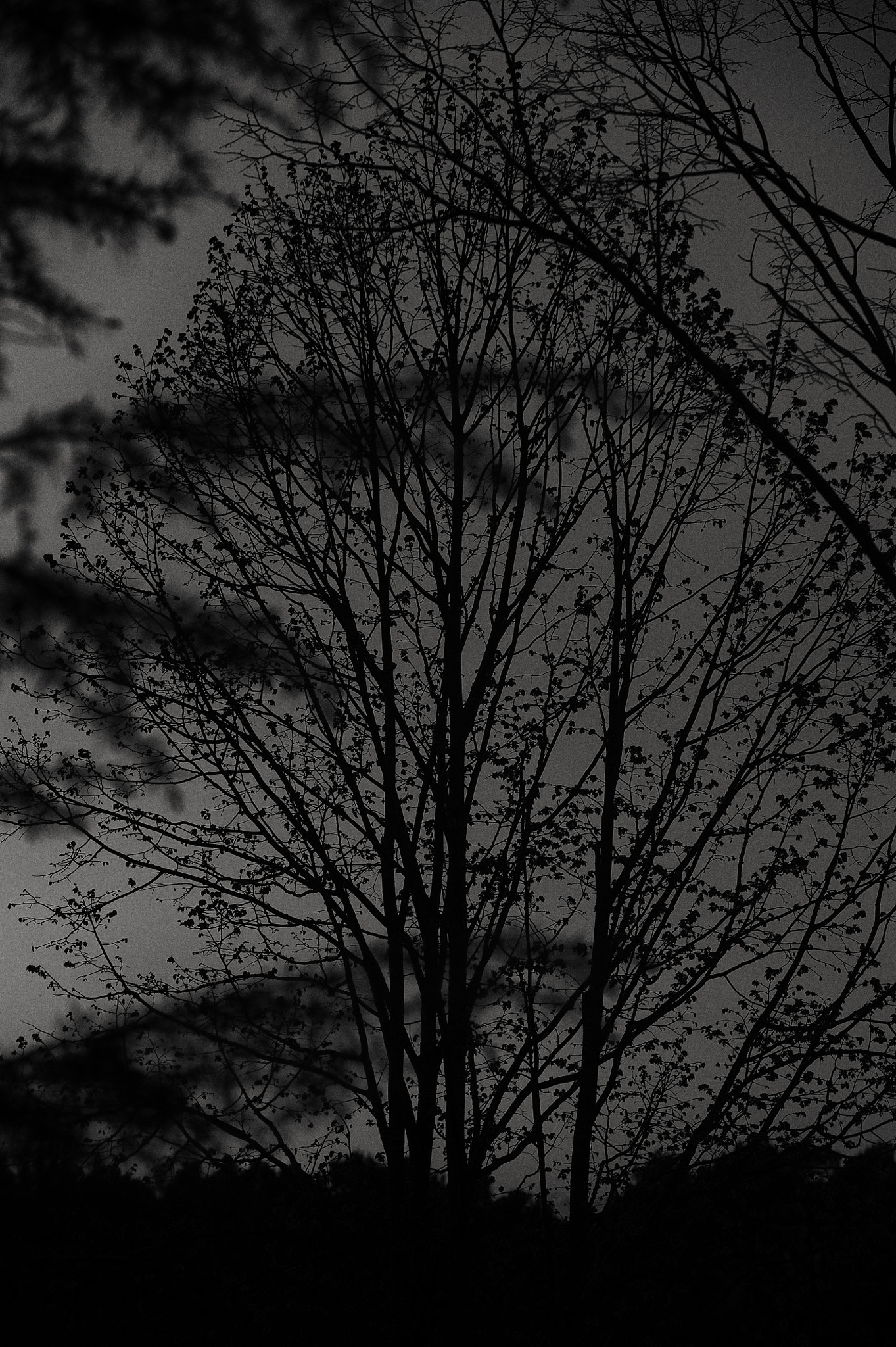 AF-S Zoom-Nikkor 80-200mm f/2.8D IF-ED sample photo. Mon jardin photography