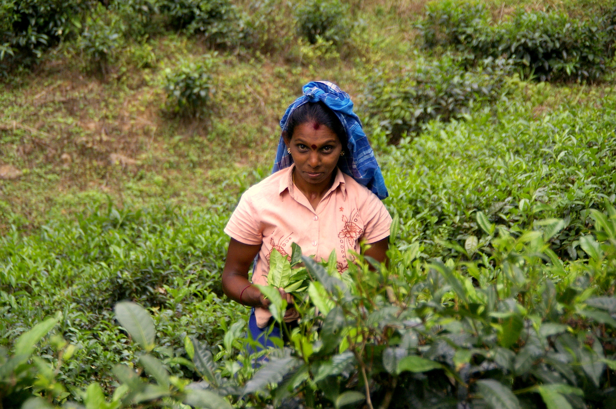 Pentax *ist DS sample photo. Tea plantation, sri lanka photography
