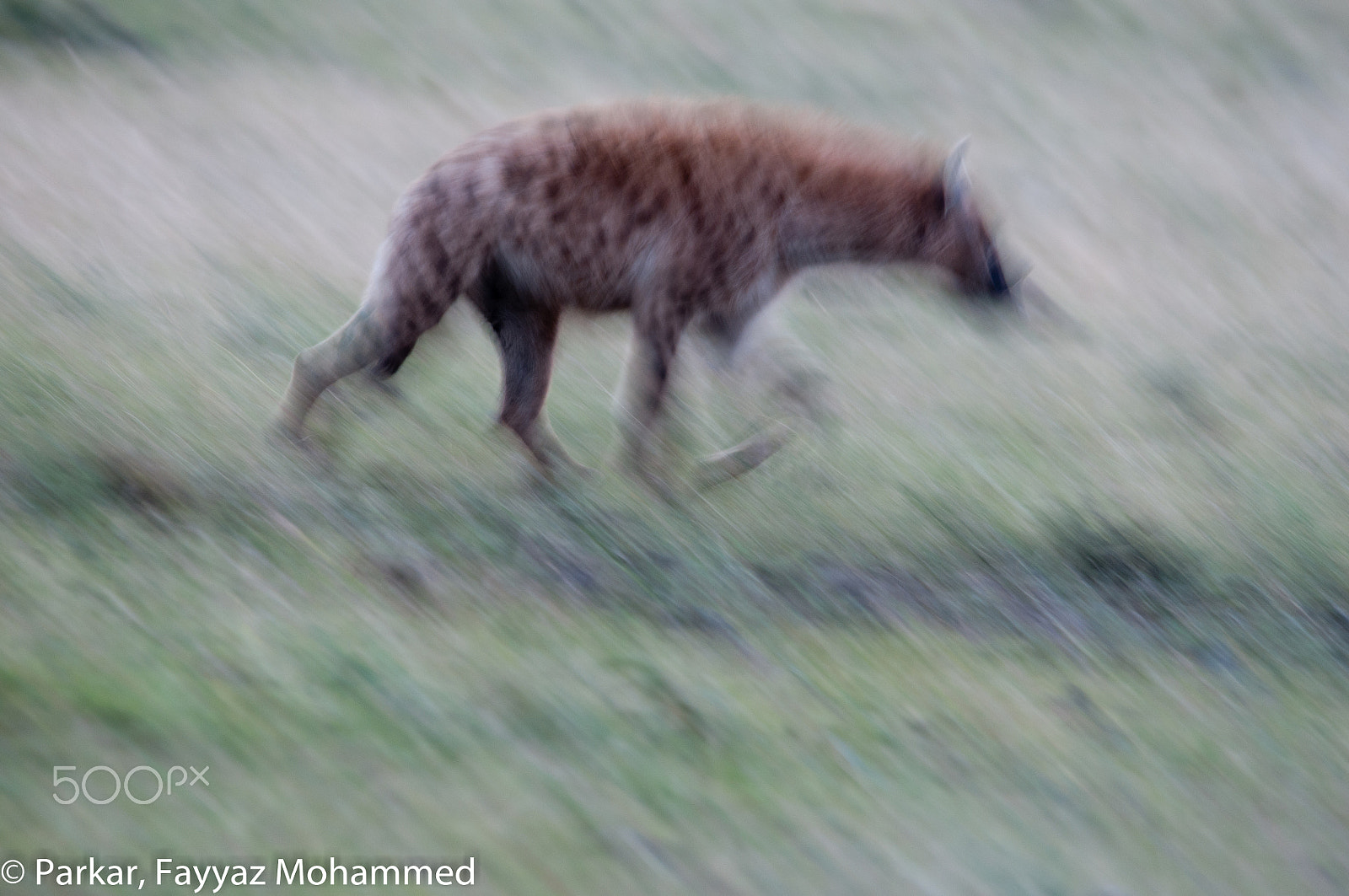 Sigma 150-500mm F5-6.3 DG OS HSM sample photo. Hyena photography