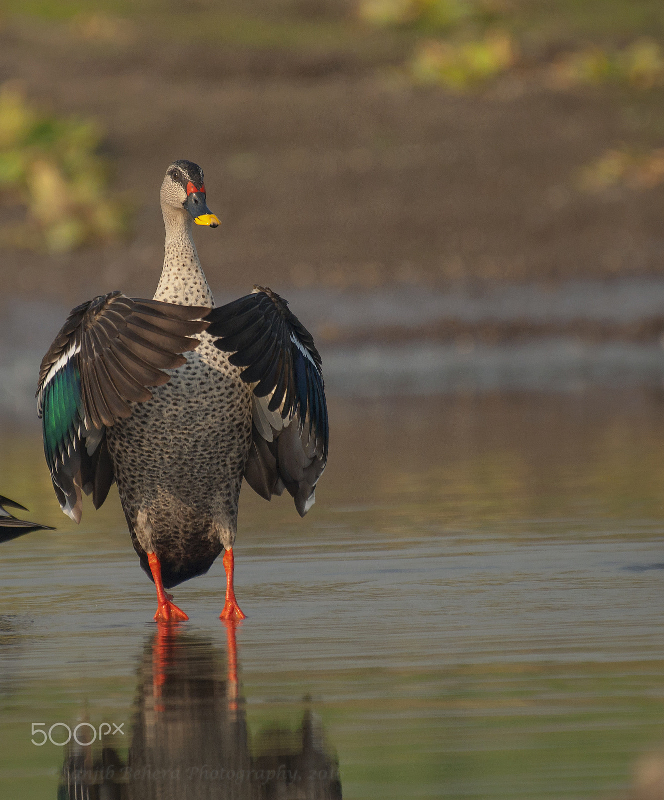 Nikon AF-S Nikkor 200-500mm F5.6E ED VR sample photo. Namaste!! photography