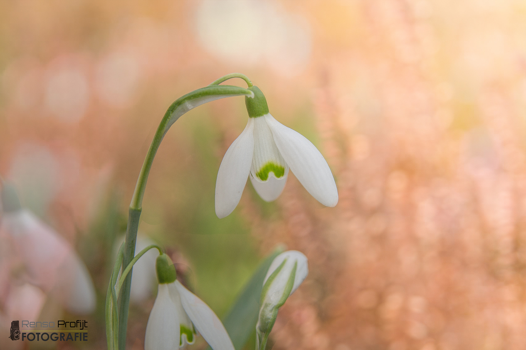 Sigma 17-70mm F2.8-4 DC Macro OS HSM sample photo. Galanthus nivalis photography