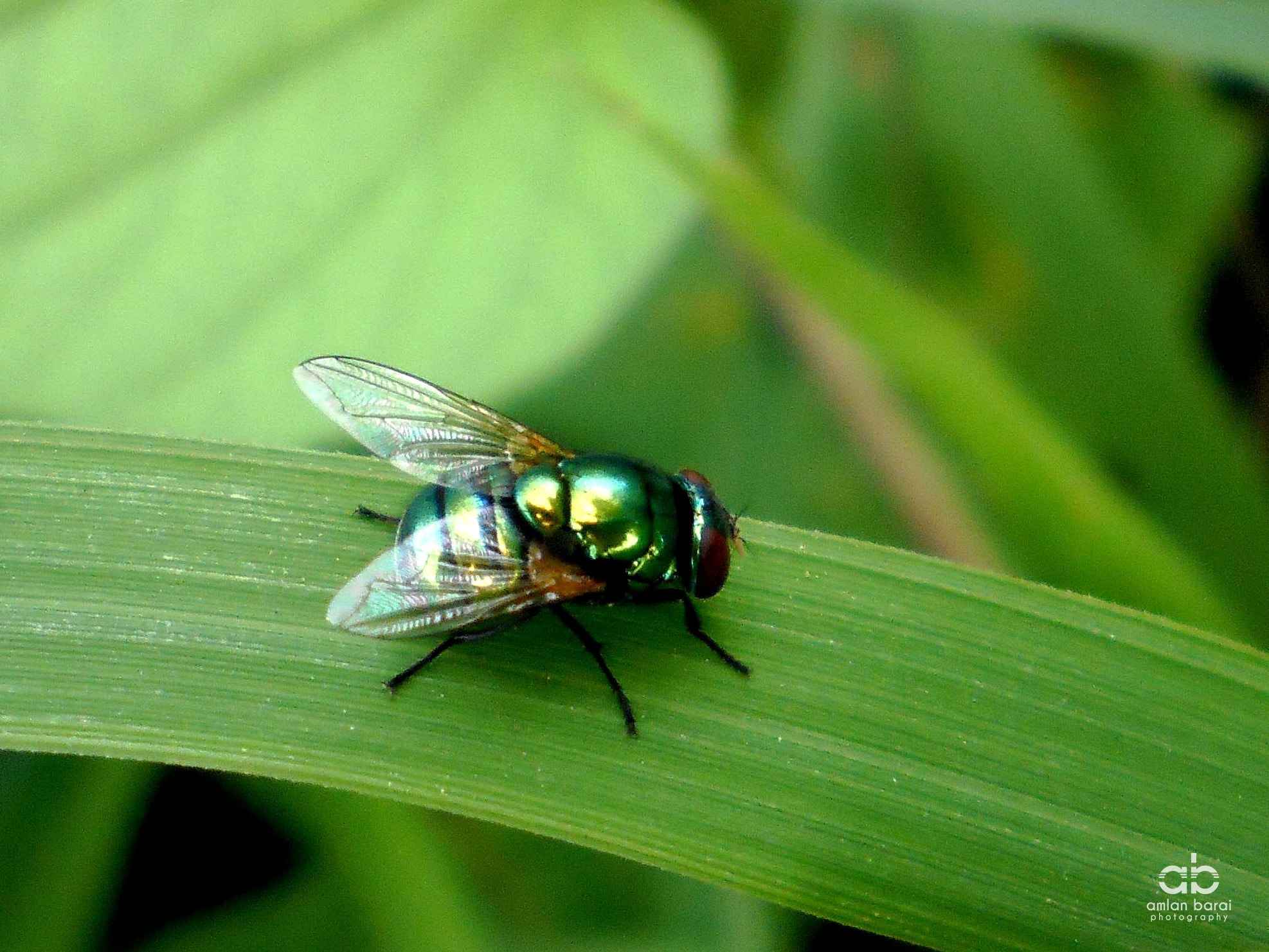 Olympus T105,T100,X36 sample photo. Green fly photography