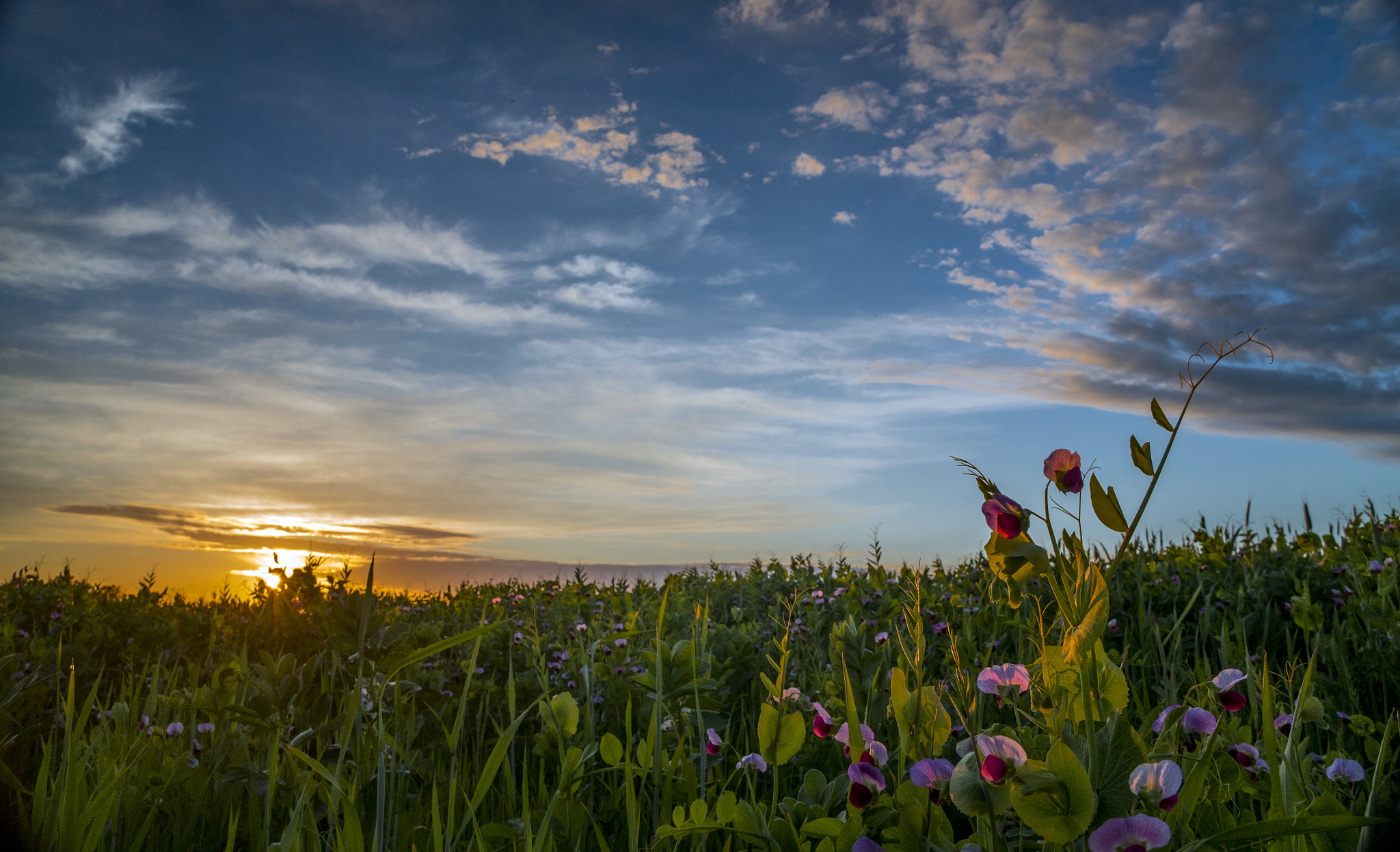 Sony a7R II + Sony Vario-Tessar T* E 16-70mm F4 ZA OSS sample photo. California winter sunset photography