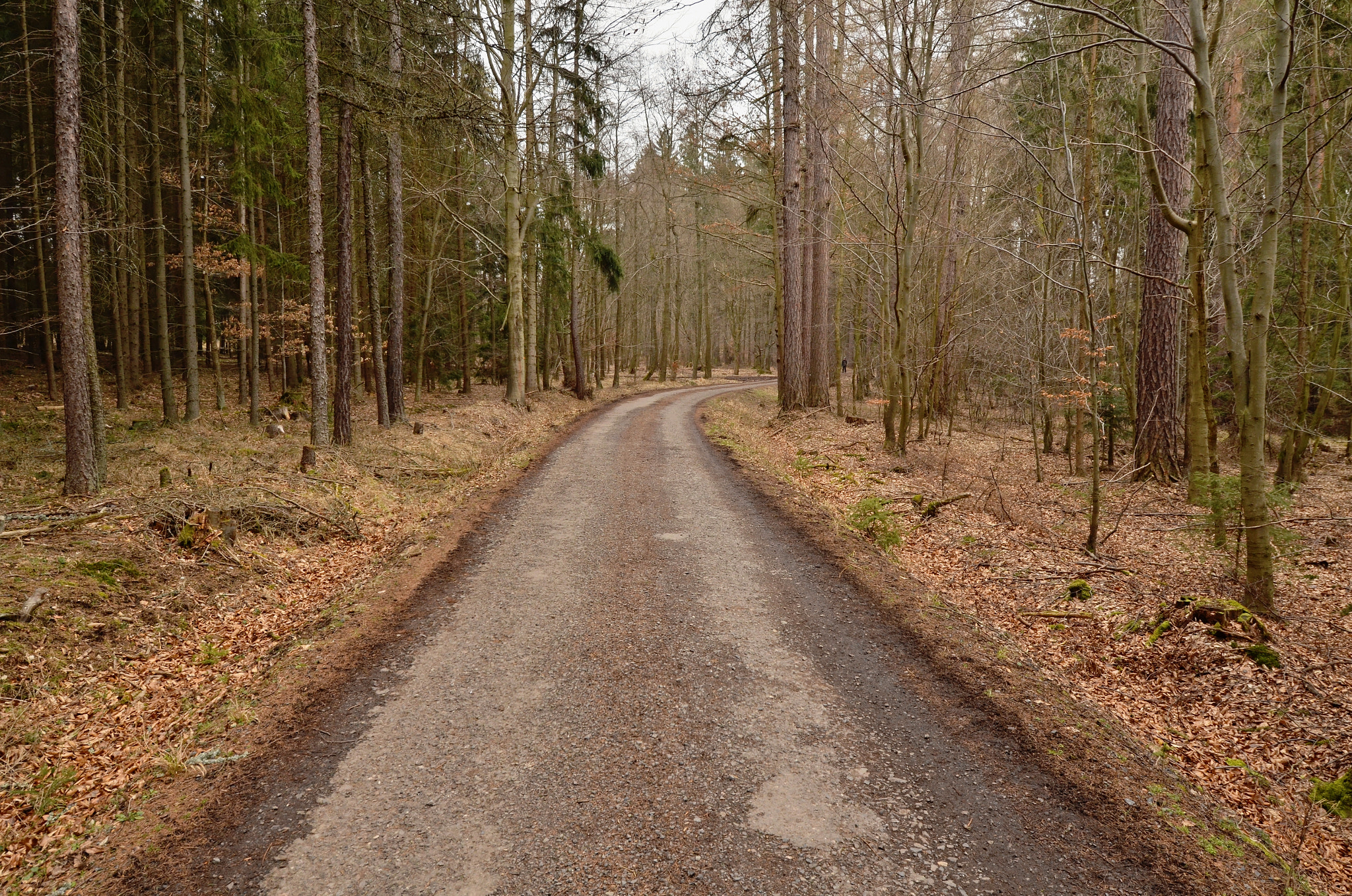Nikon D5100 + Tokina AT-X Pro 12-24mm F4 (IF) DX sample photo. Forest road photography