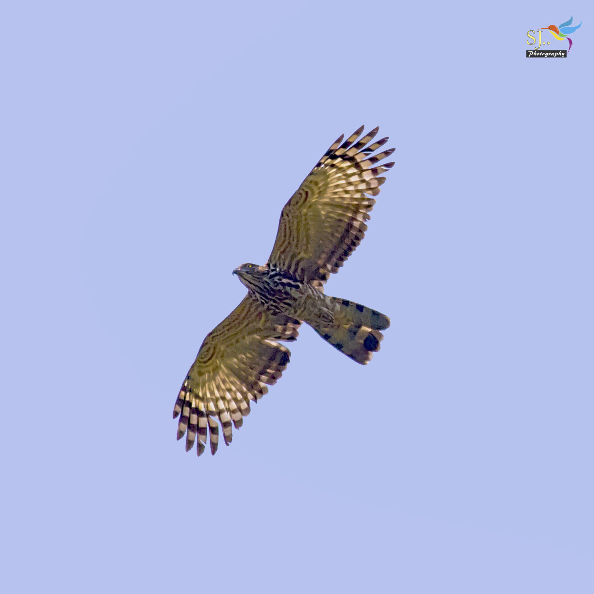 Canon EF 100-400mm F4.5-5.6L IS USM sample photo. Jerdon's baza photography