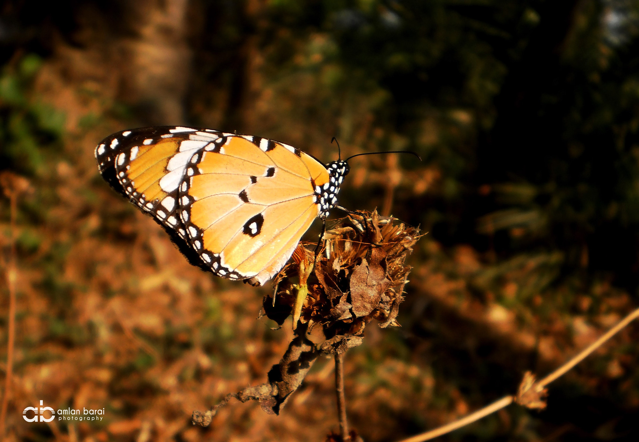 Olympus T105,T100,X36 sample photo. An african monarch... photography