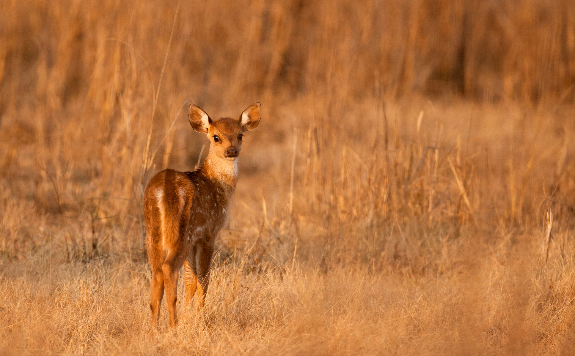 Canon EF 500mm F4L IS USM sample photo