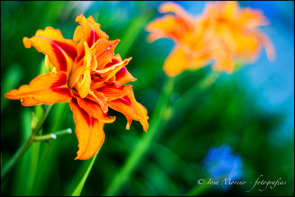 Sony Alpha DSLR-A700 + Minolta AF 50mm F1.7 sample photo. Magic flowers... photography