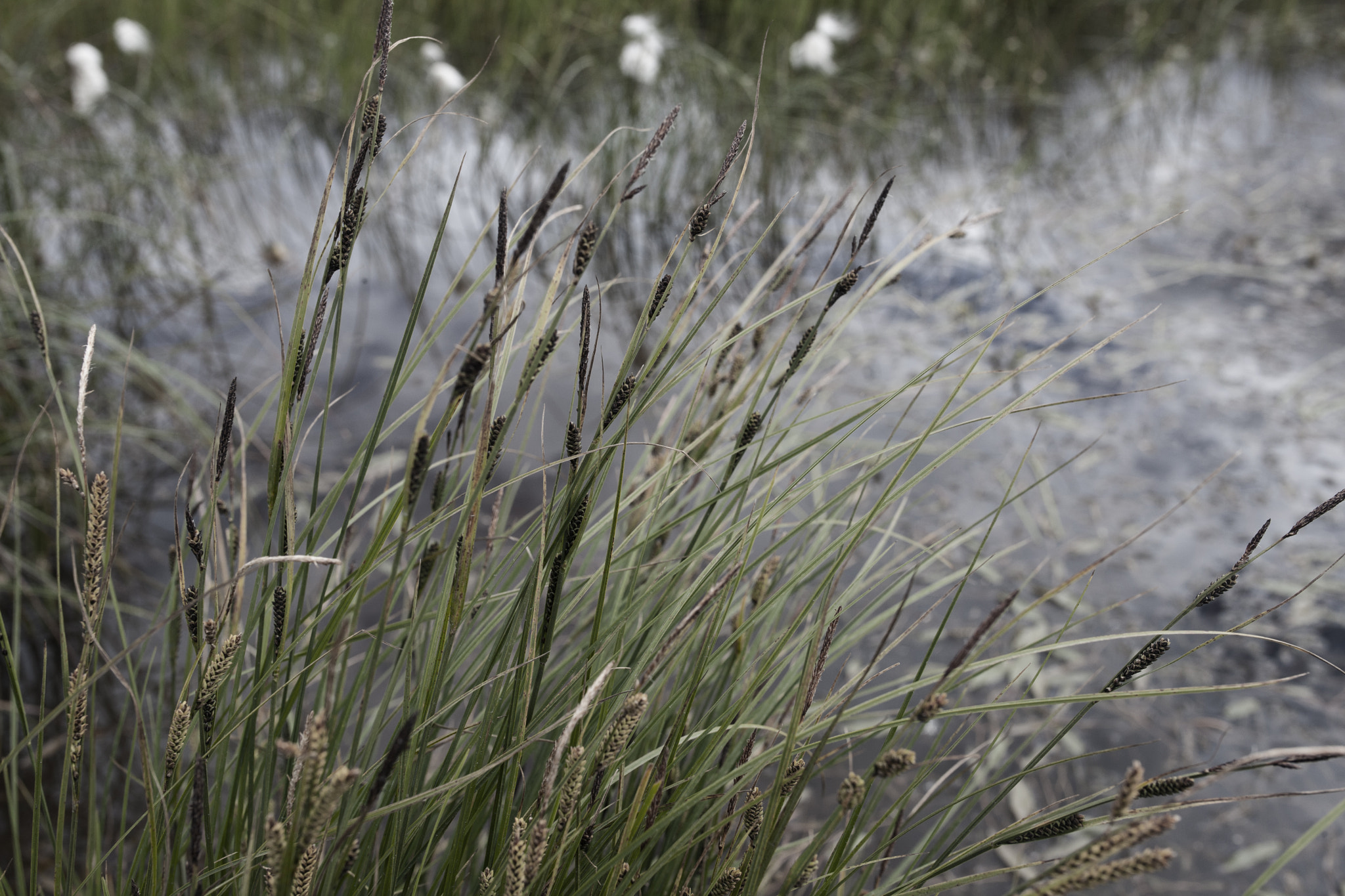 Canon EOS-1Ds Mark III sample photo. Bogged down photography