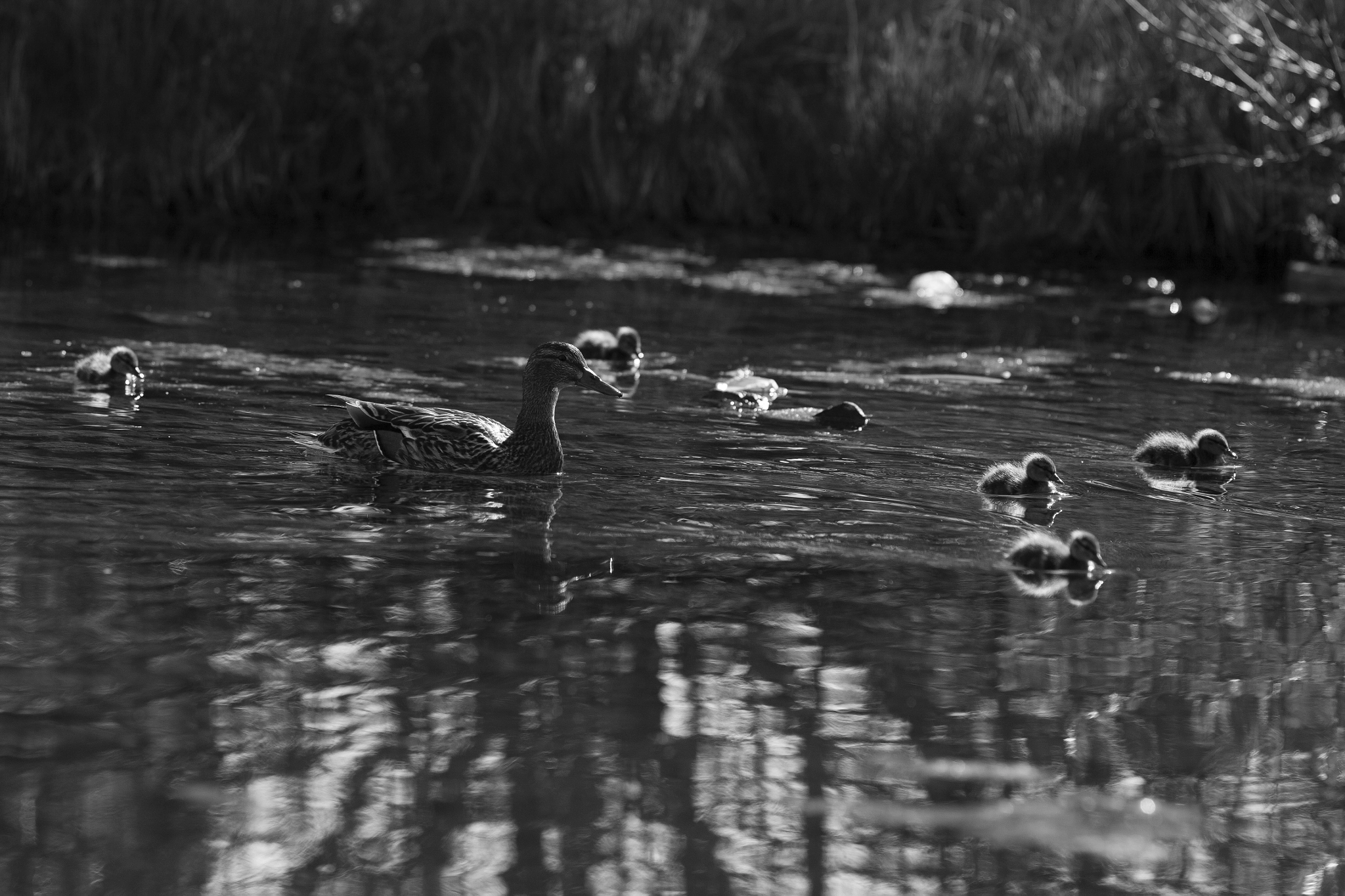 Canon EOS-1Ds Mark III + Canon EF 200mm F2.8L II USM sample photo. The backlit ducklings photography