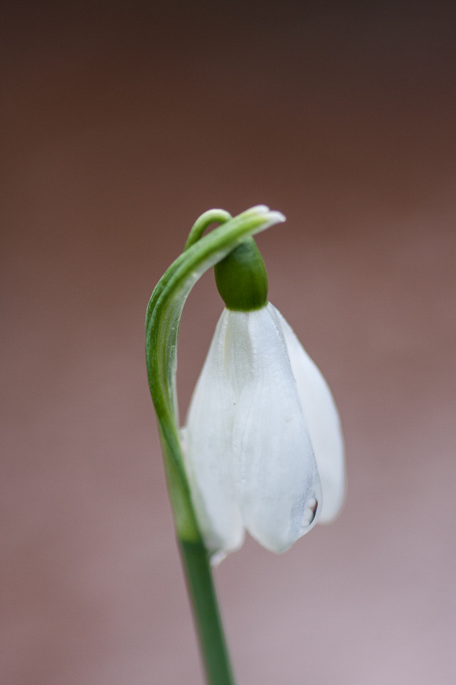 Canon EOS 40D + Sigma 105mm F2.8 EX DG Macro sample photo. Snow-drops photography