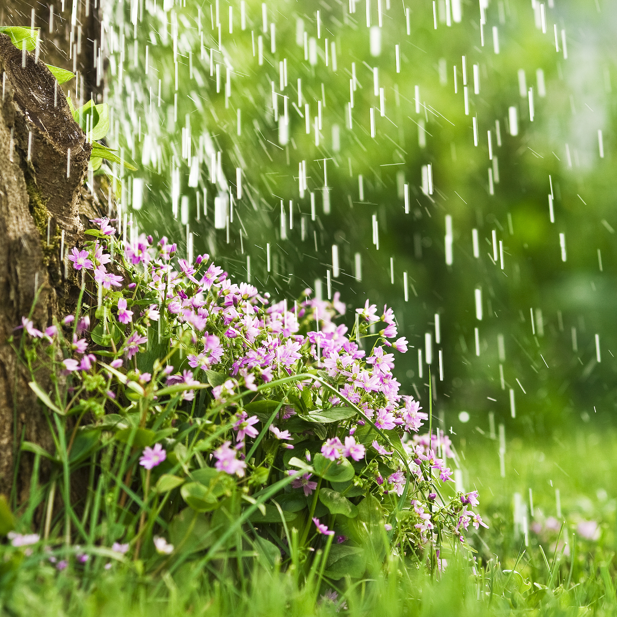 Canon EOS-1D Mark III sample photo. Rainshowers photography