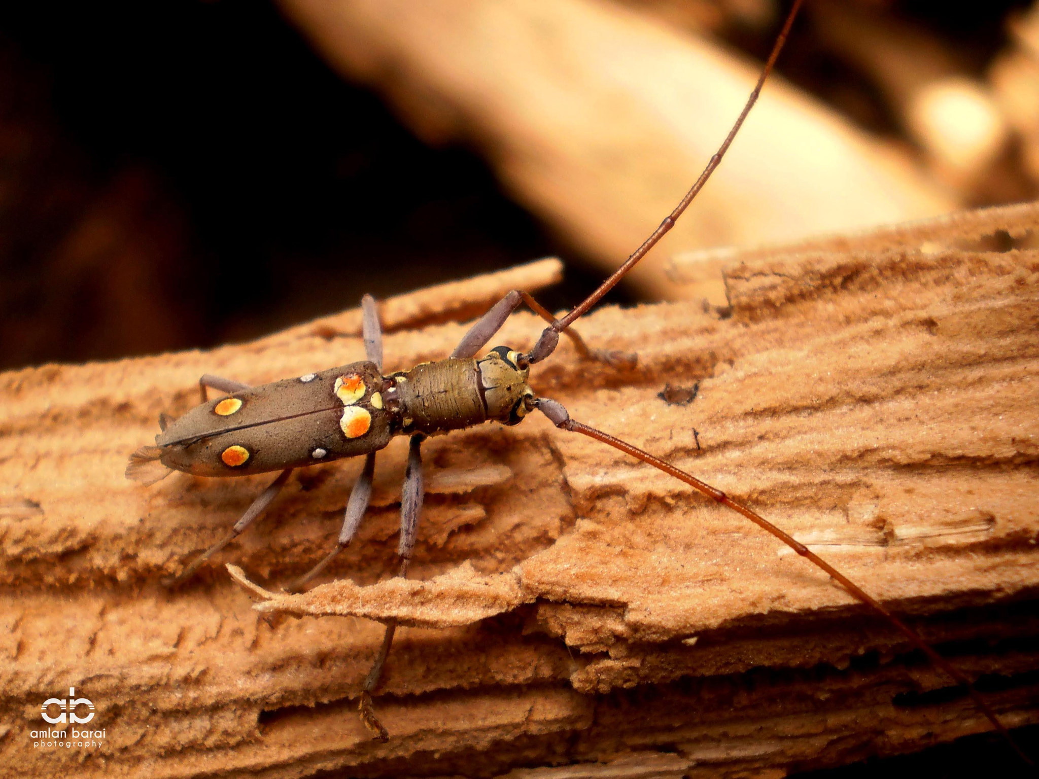 Olympus T105,T100,X36 sample photo. The one with the long horn!... photography