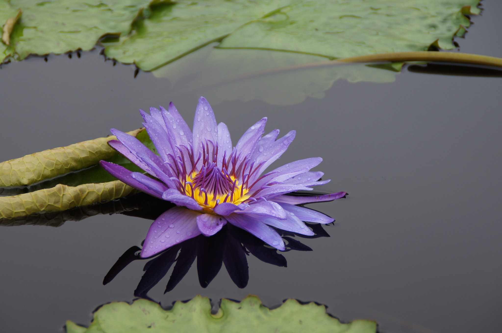 Sony SLT-A55 (SLT-A55V) sample photo. Water lily photography