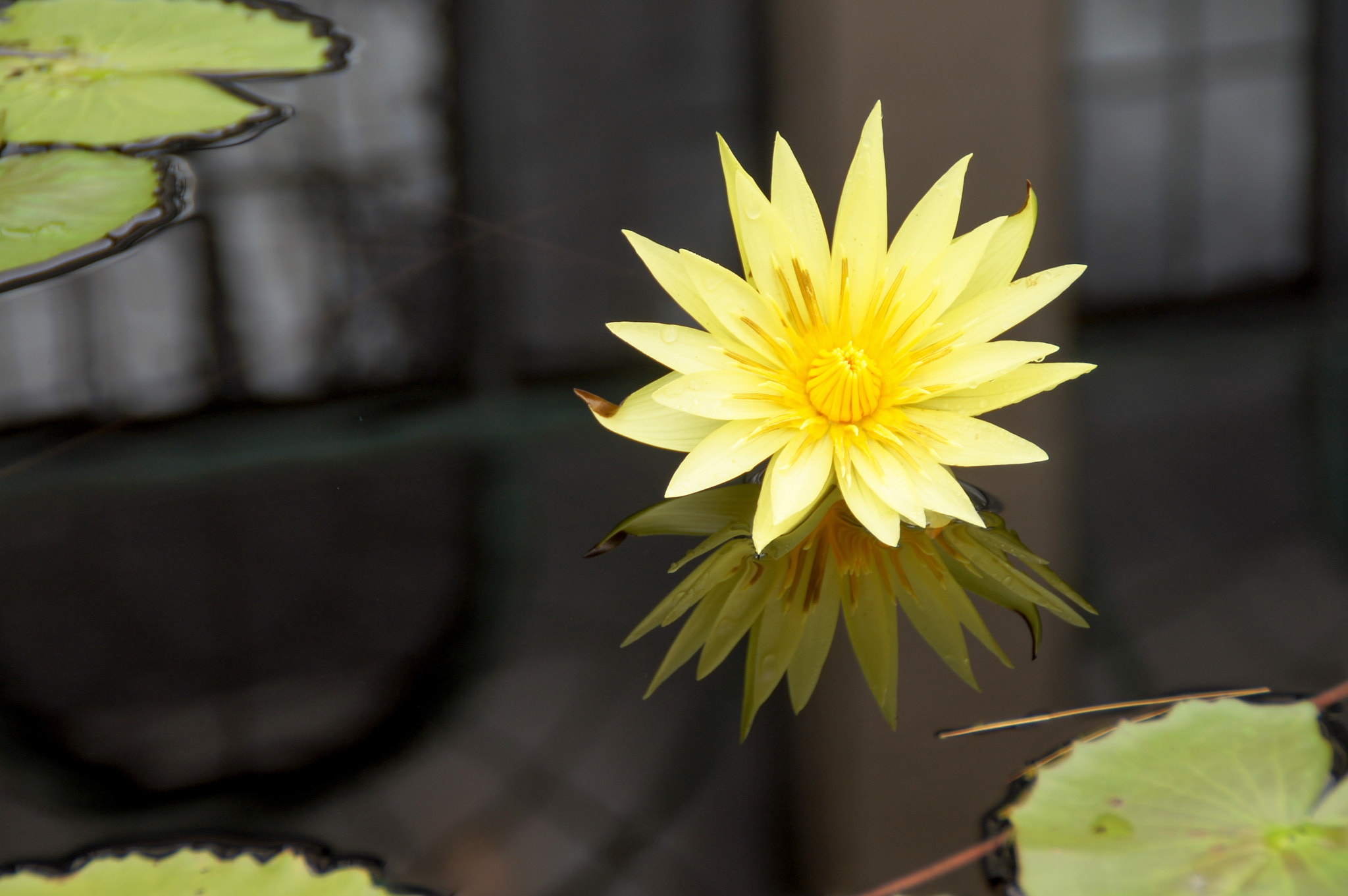 Sony SLT-A55 (SLT-A55V) sample photo. Water lily photography