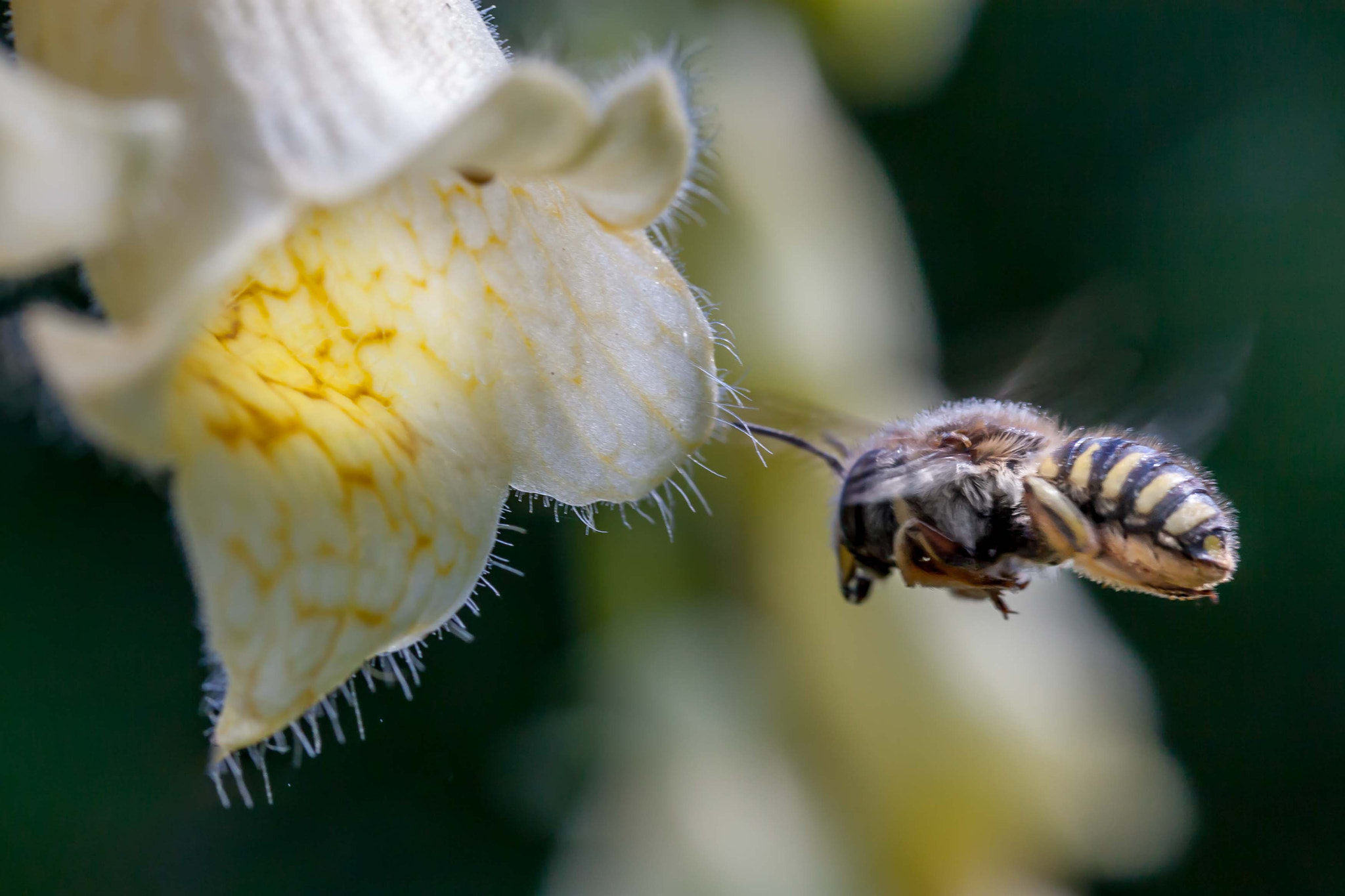 Canon EF-S 60mm F2.8 Macro USM sample photo. Targeting photography