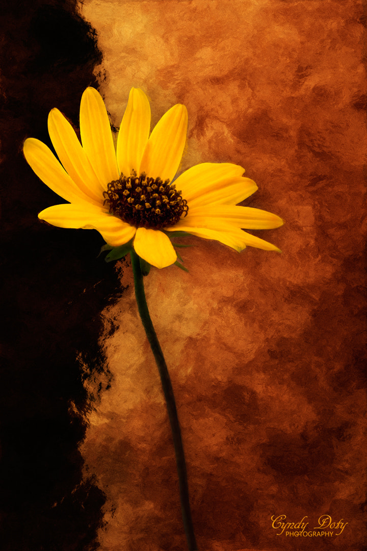 Canon EOS 50D + Canon EF 50mm F2.5 Macro sample photo. Contrasts photography
