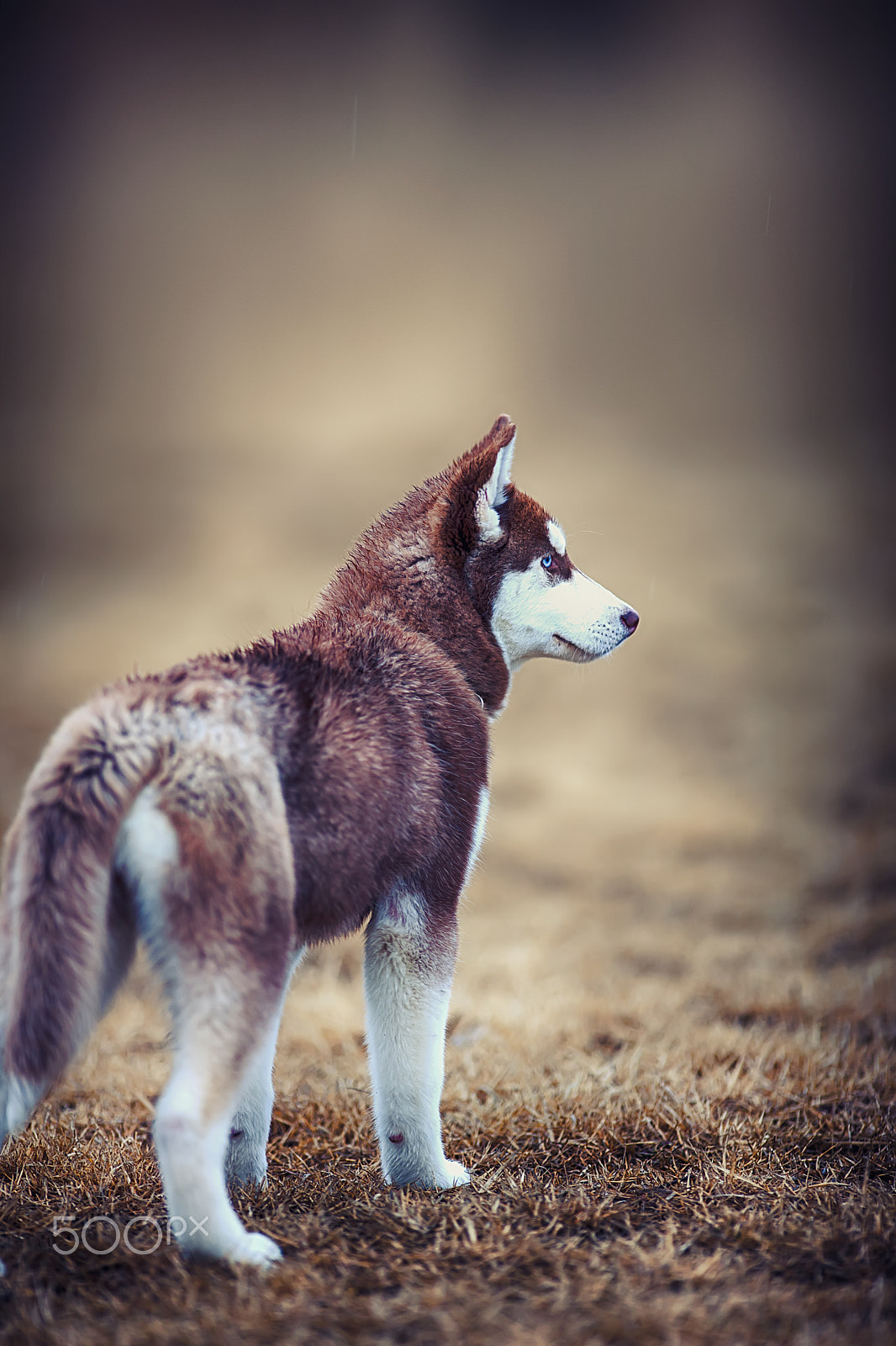 Canon EF 200mm f/1.8L sample photo. 봄 photography