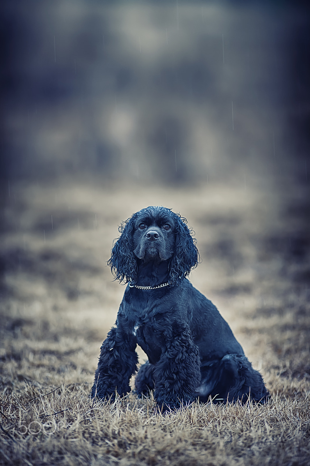 Canon EF 200mm f/1.8L sample photo. 코코 photography