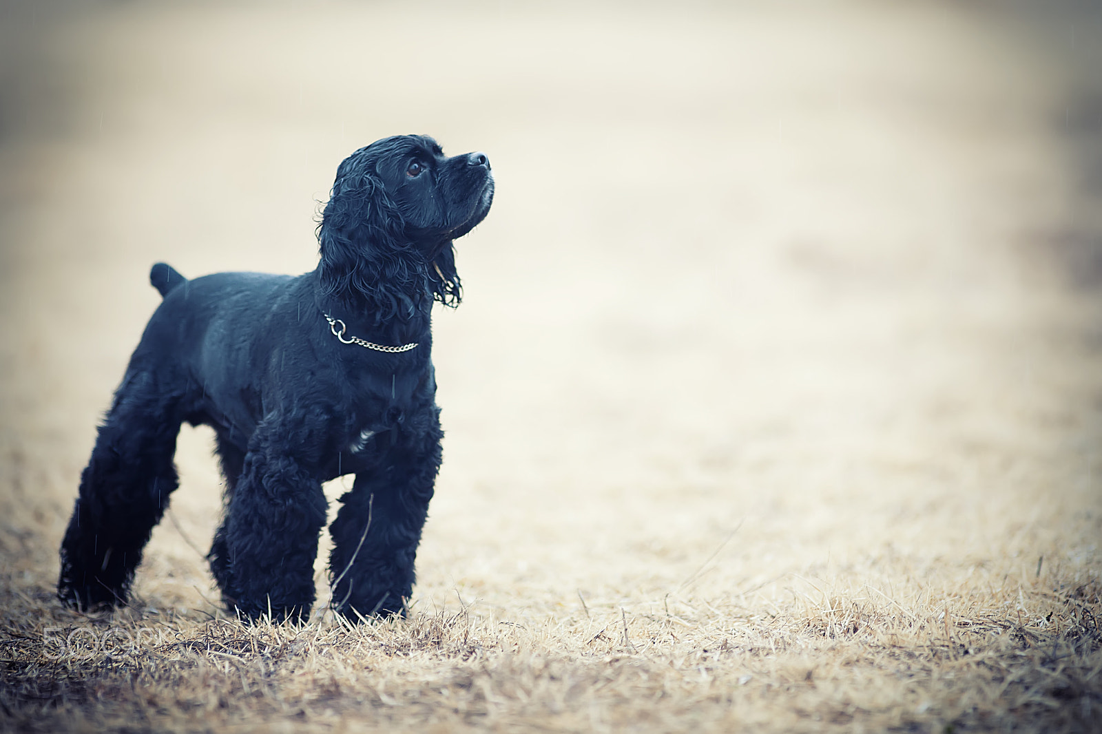 Canon EF 200mm f/1.8L sample photo. 코코 photography