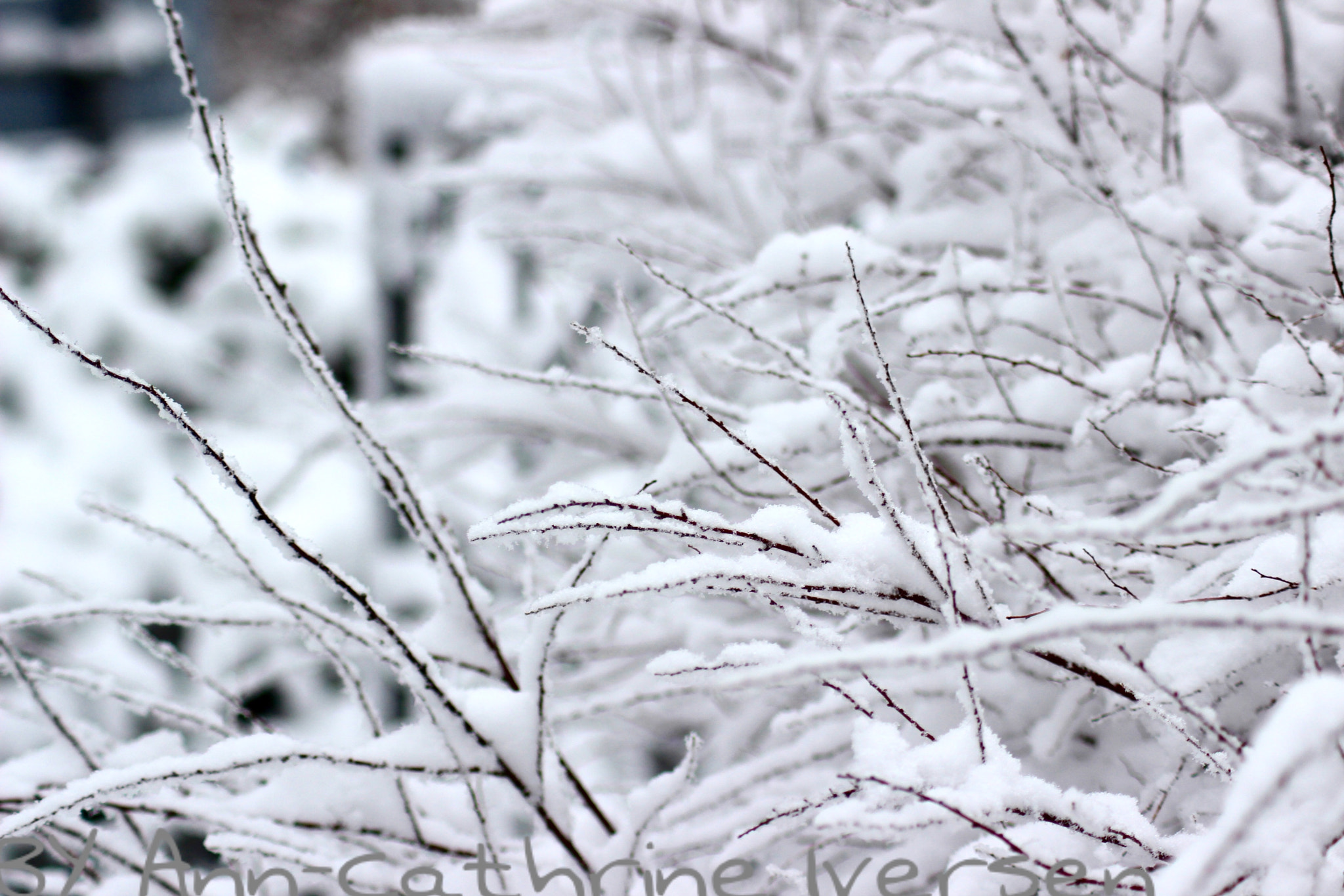Canon EOS 600D (Rebel EOS T3i / EOS Kiss X5) + Canon 70-300mm sample photo. // every day is beautiful // photography