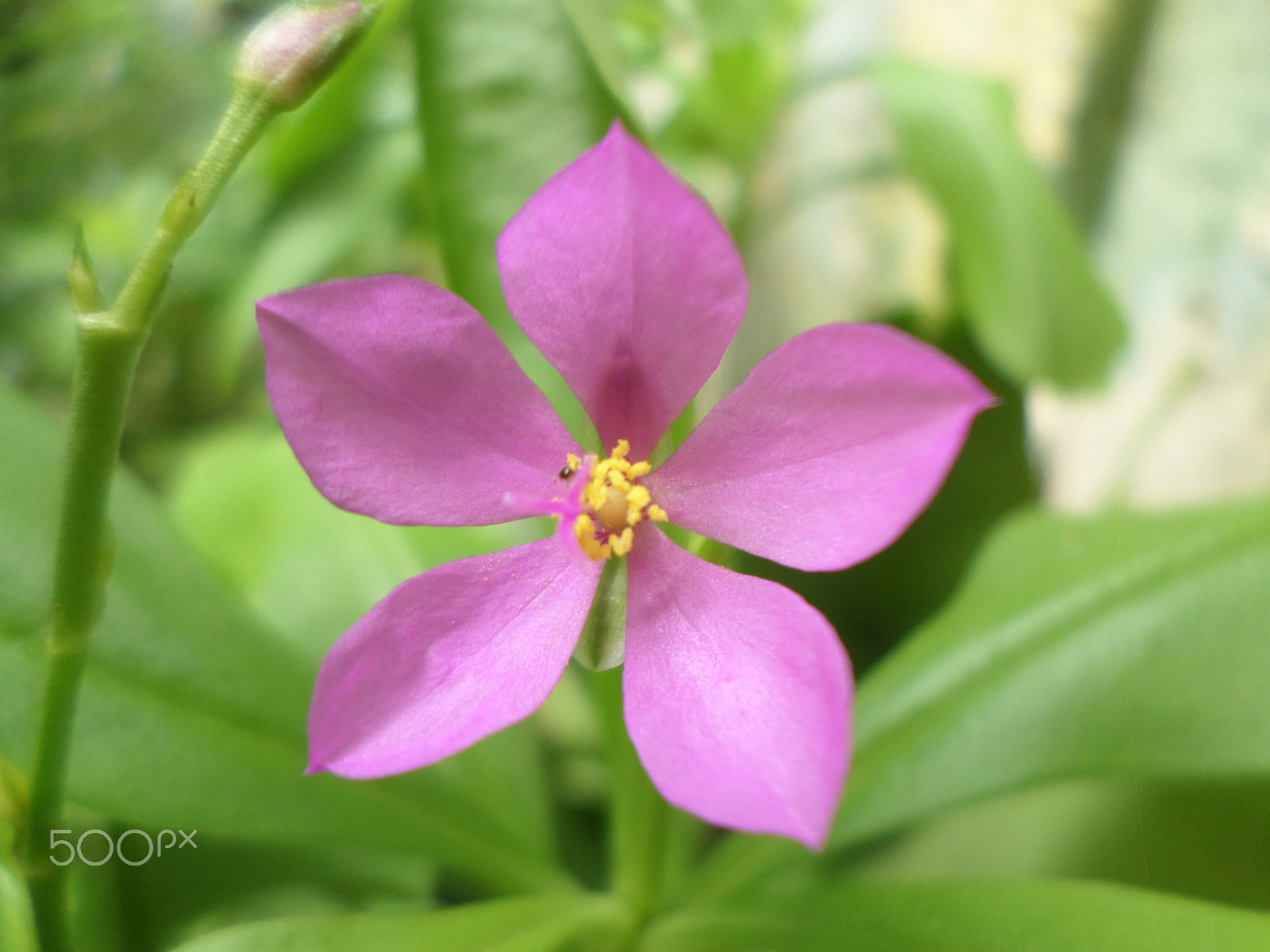 Samsung ST2014F sample photo. Five-petals flower photography