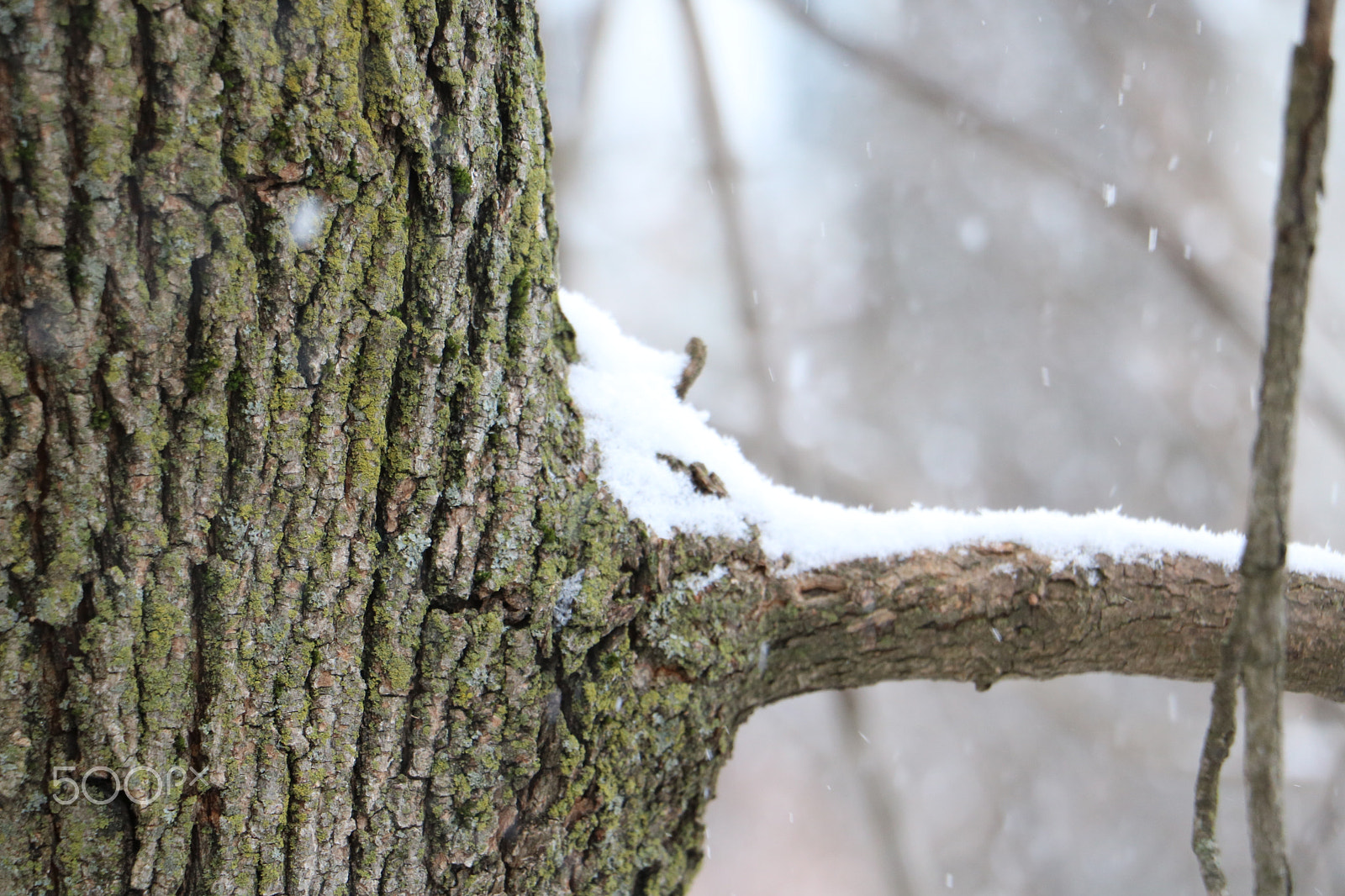 Canon EF-S 18-135mm F3.5-5.6 IS STM sample photo. Tree's are earth's effot to speak to heaven photography