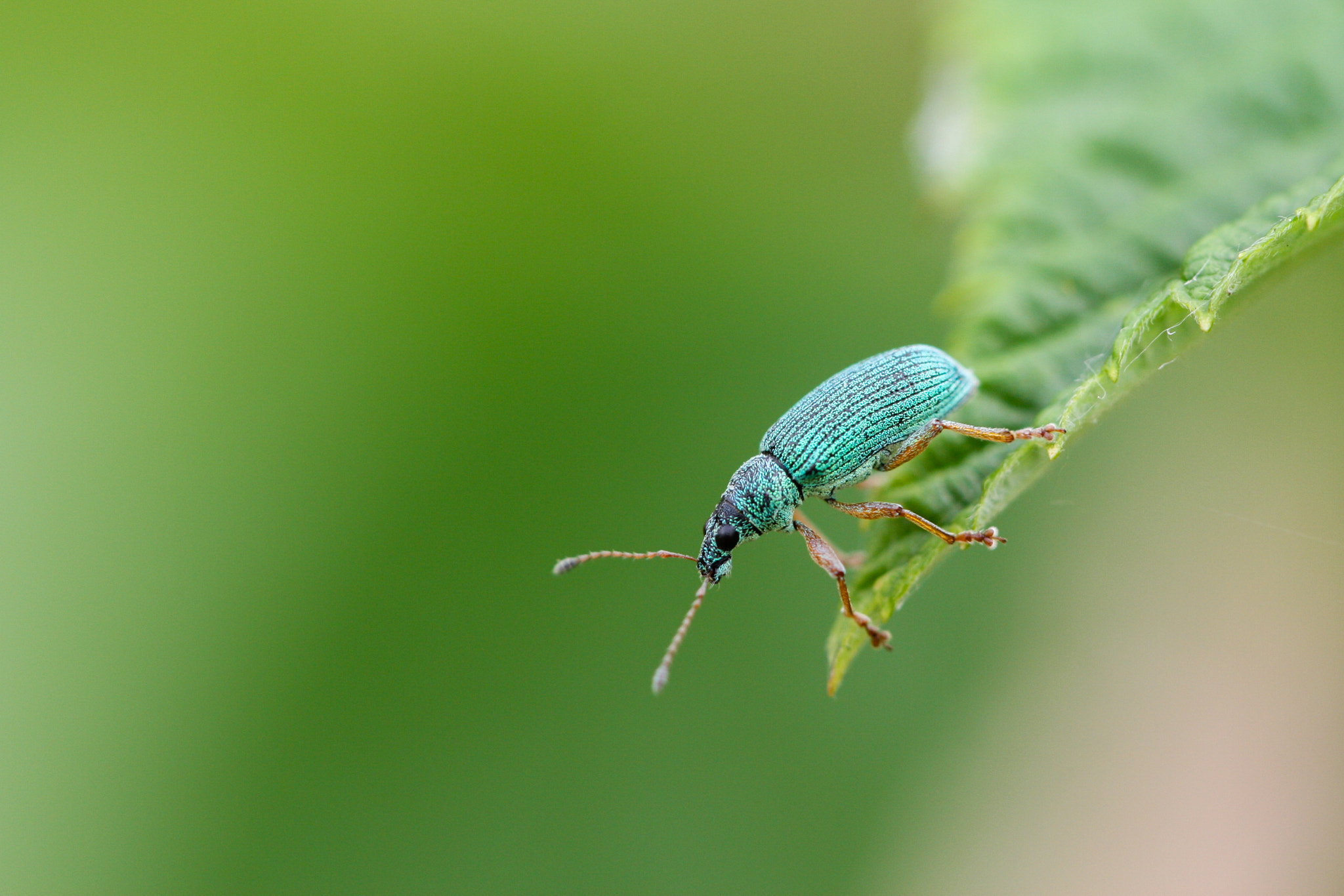 Sigma APO Macro 150mm f/2.8 EX DG HSM sample photo. End of the road photography