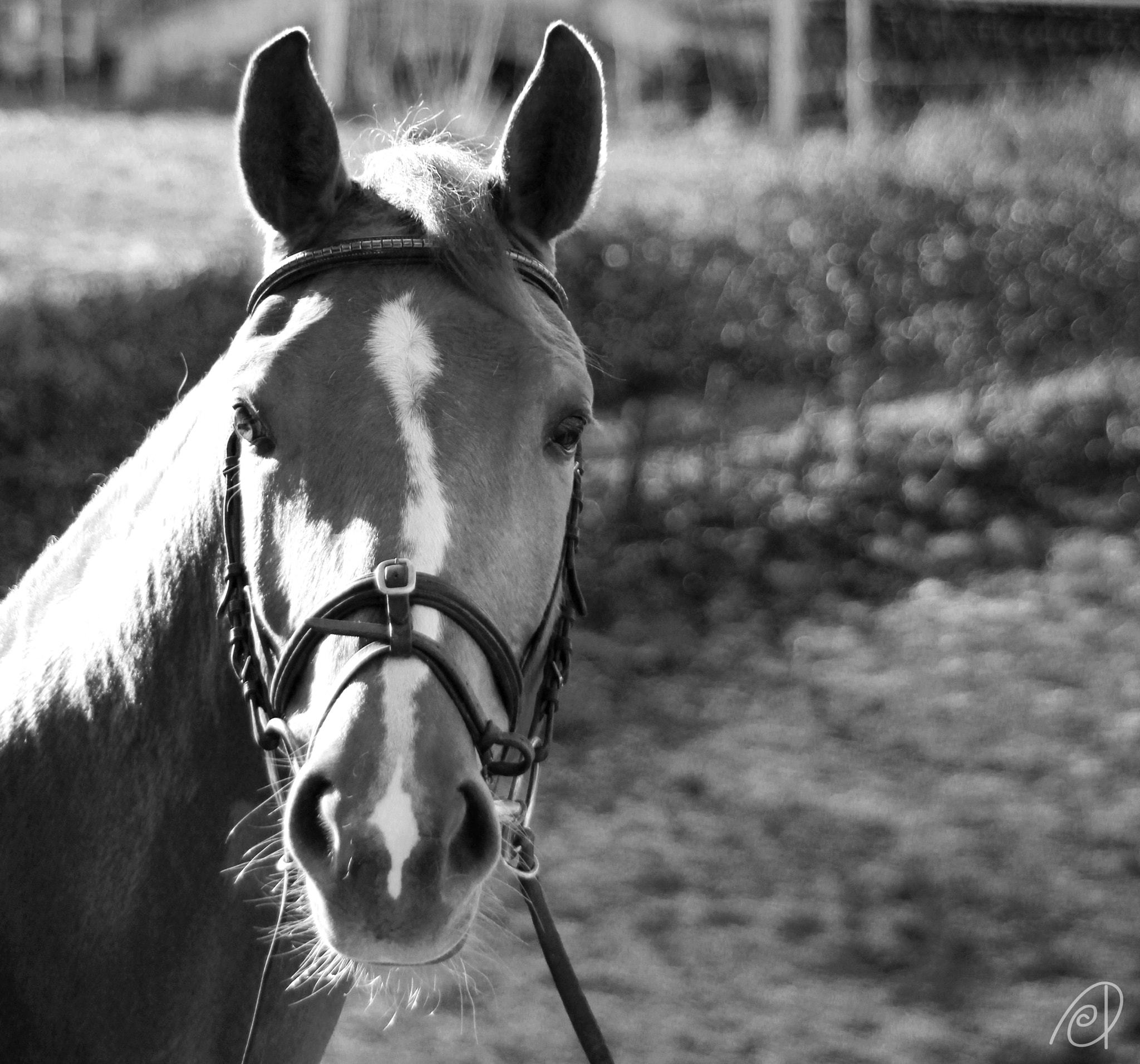 Canon EF 80-200mm F4.5-5.6 II sample photo. Horse photography